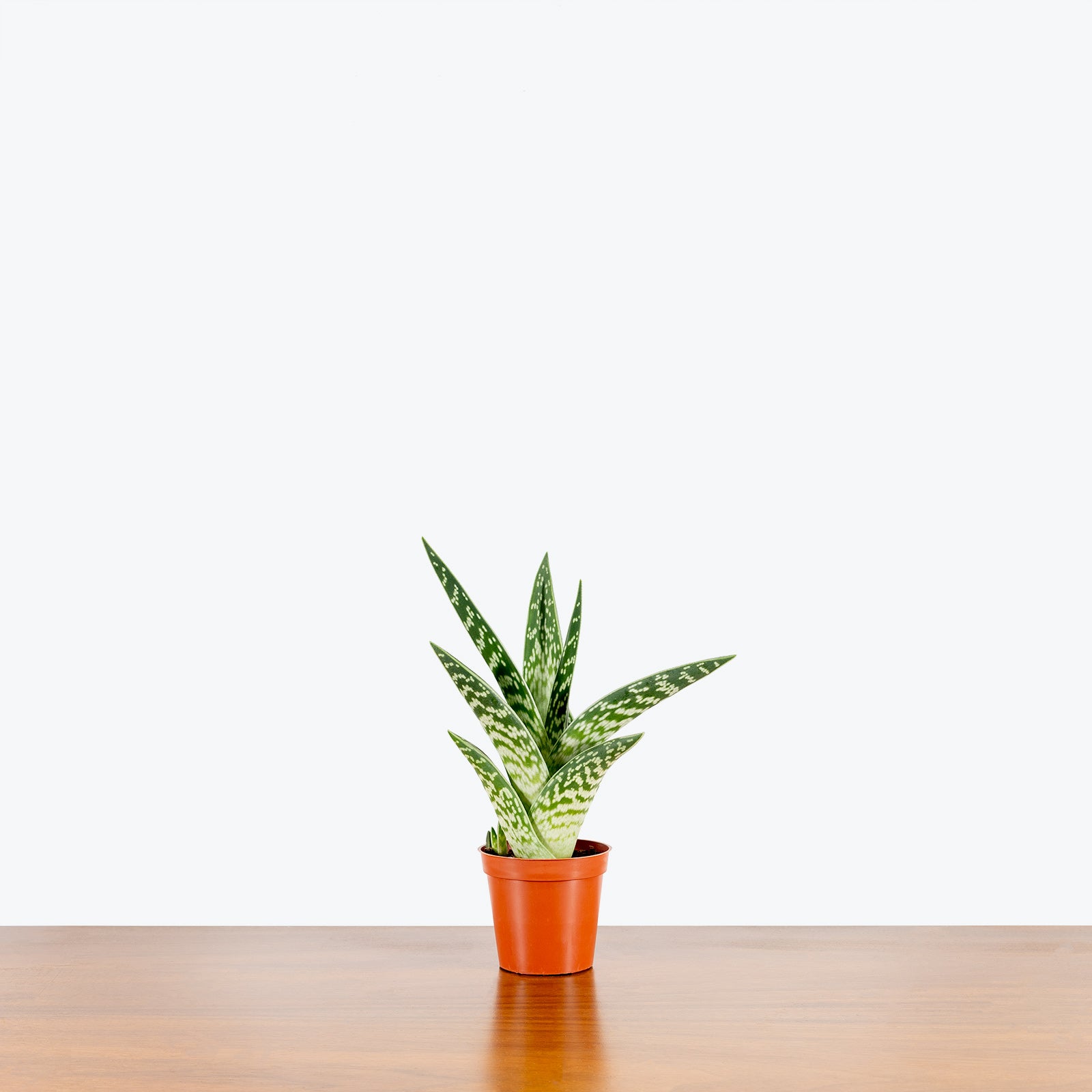 Tiger Aloe | Gonialoe Variegata | Care Guide and Pro Tips - Delivery from Toronto across Canada - JOMO Studio
