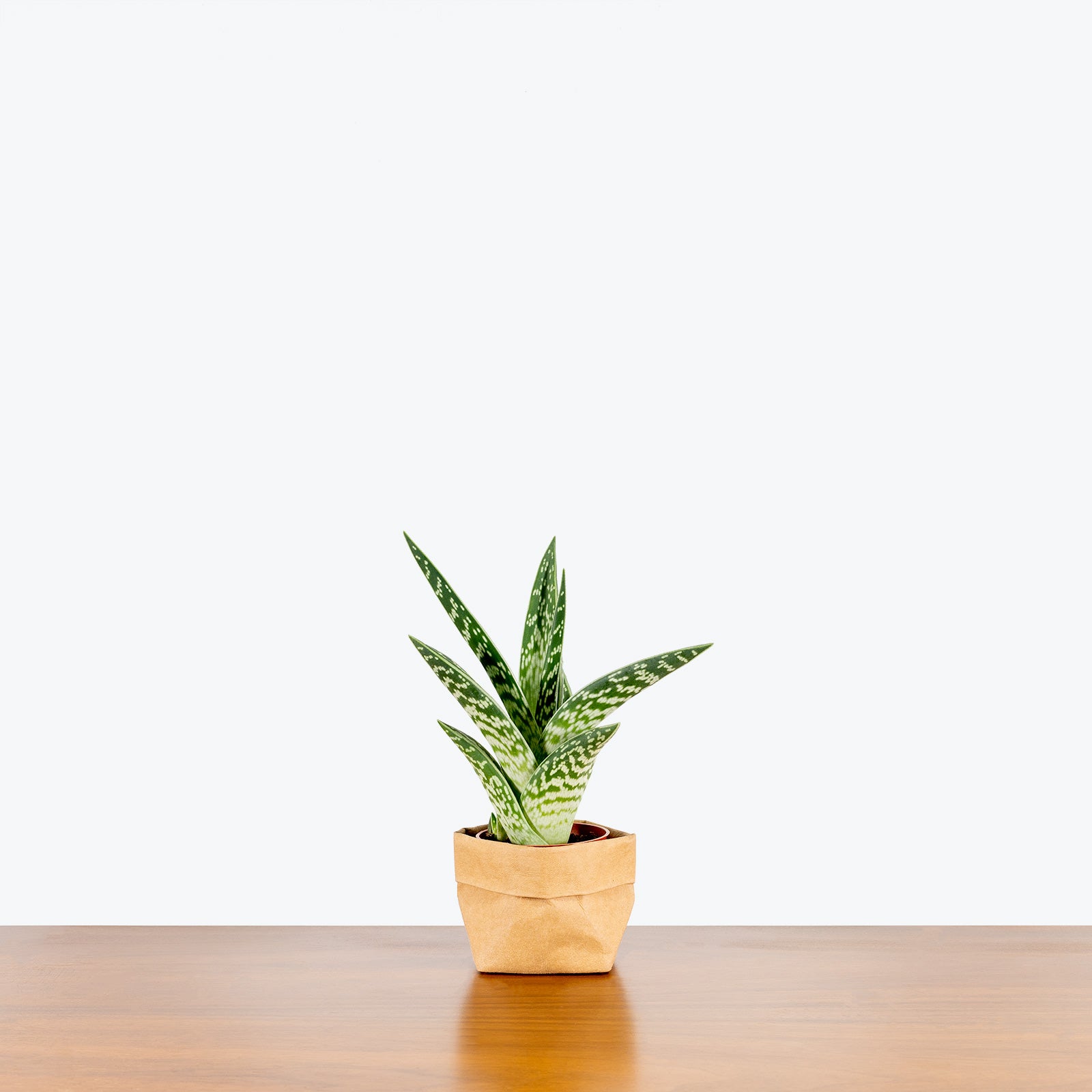 Tiger Aloe - Gonialoe Variegata - House Plants Delivery Toronto - JOMO Studio