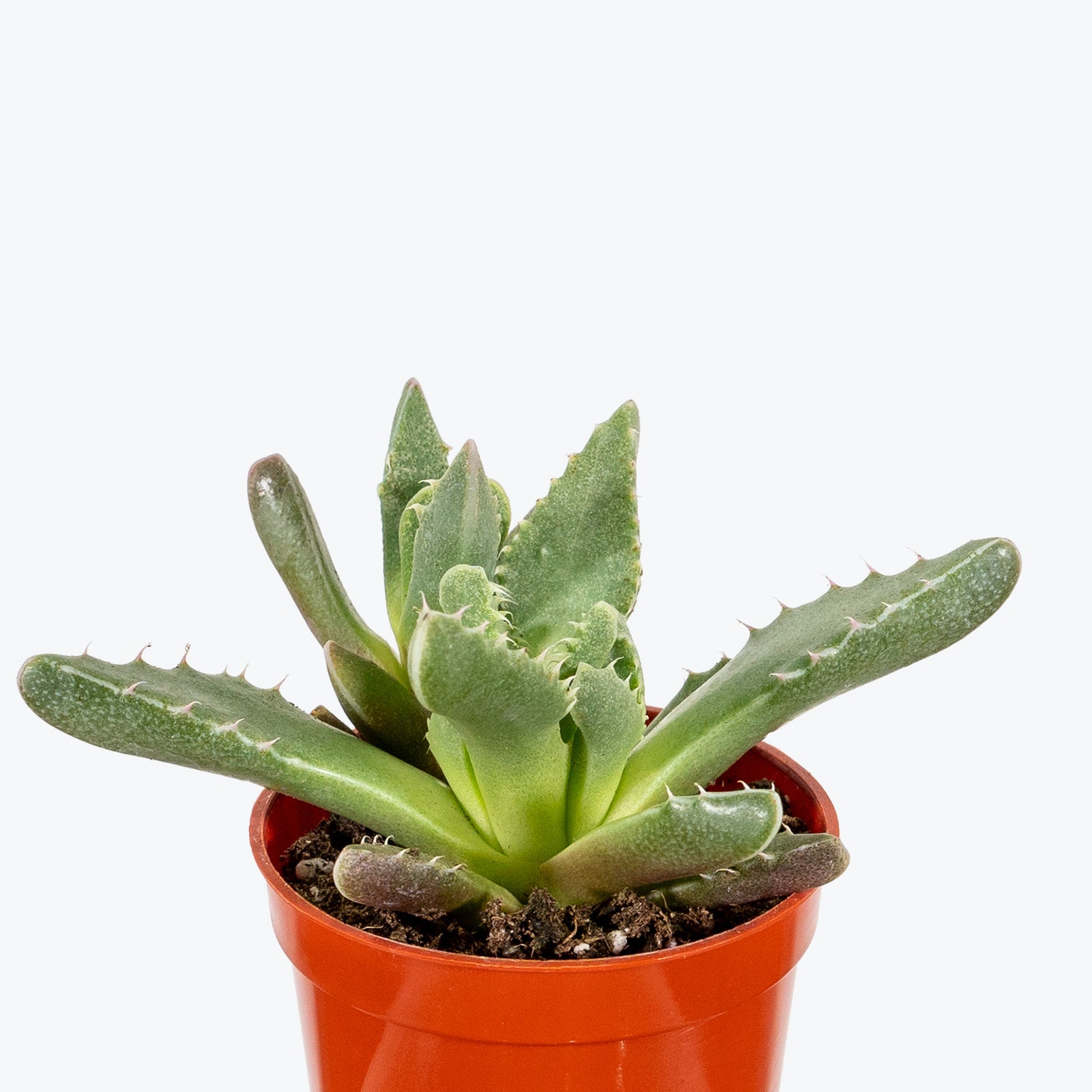 Tiger Jaws Succulent - Faucaria tigrina - House Plants Delivery Toronto - JOMO Studio