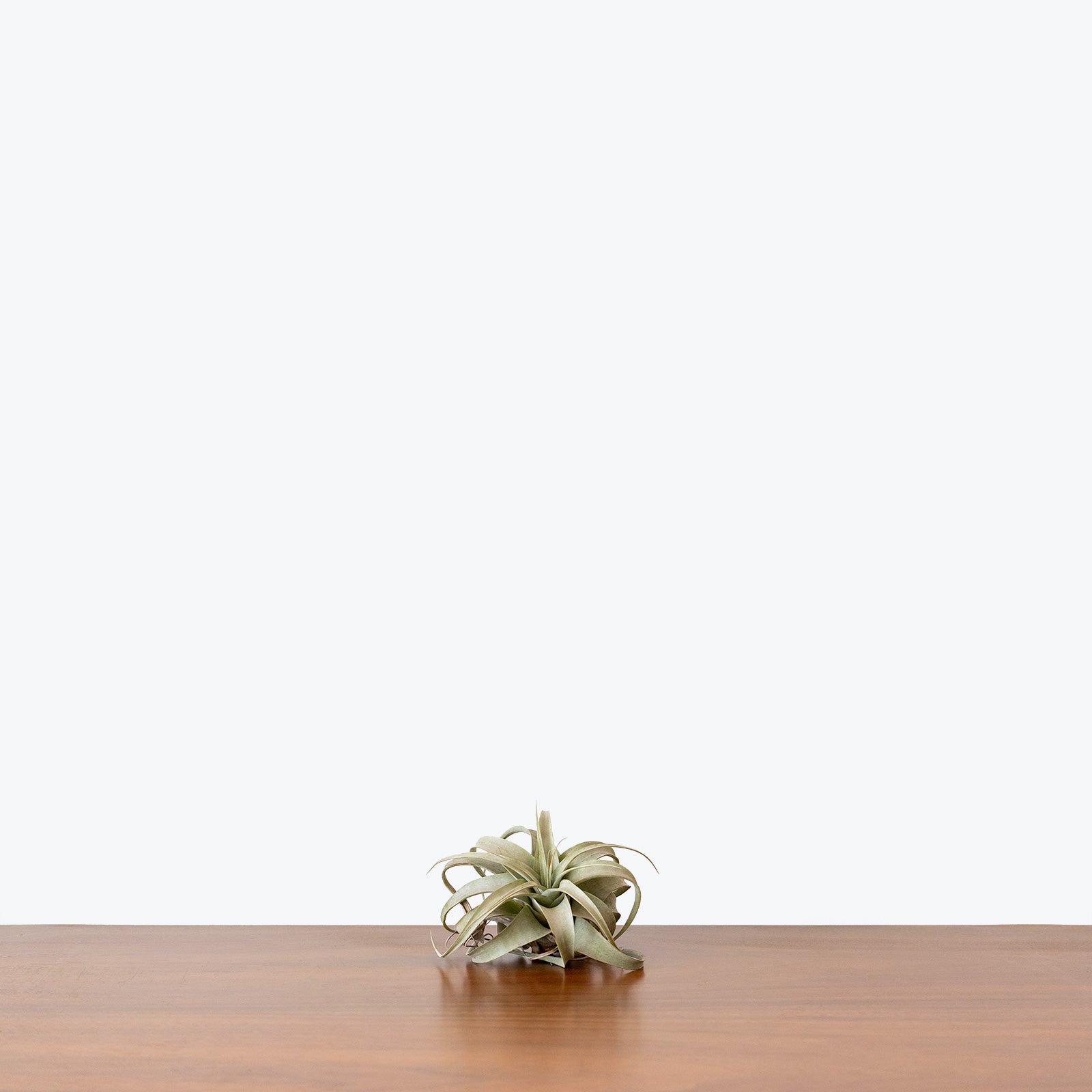 Tillandsia Xerographica Air Plant