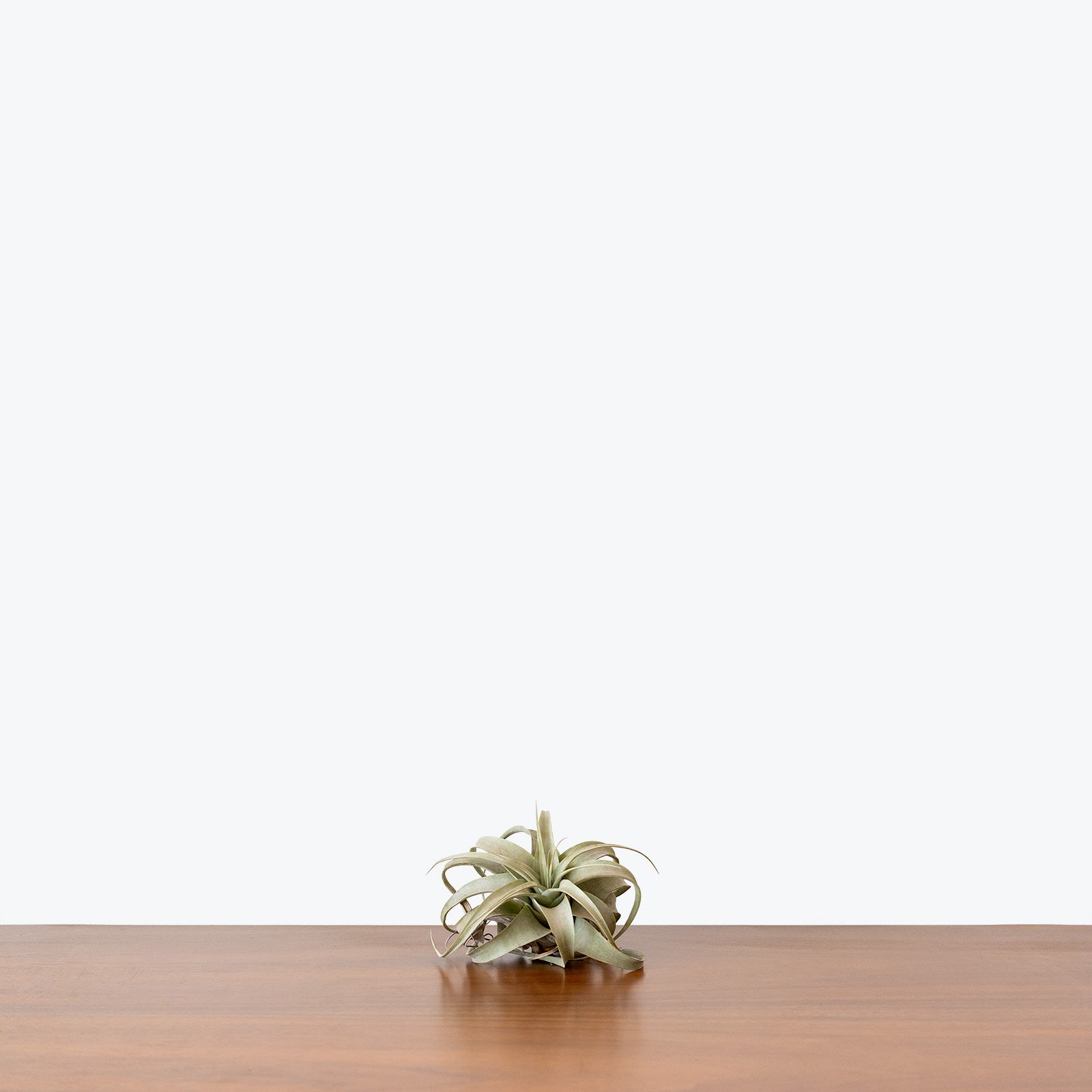 Tillandsia Xerographica Air Plant | Care Guide and Pro Tips - Delivery from Toronto across Canada - JOMO Studio