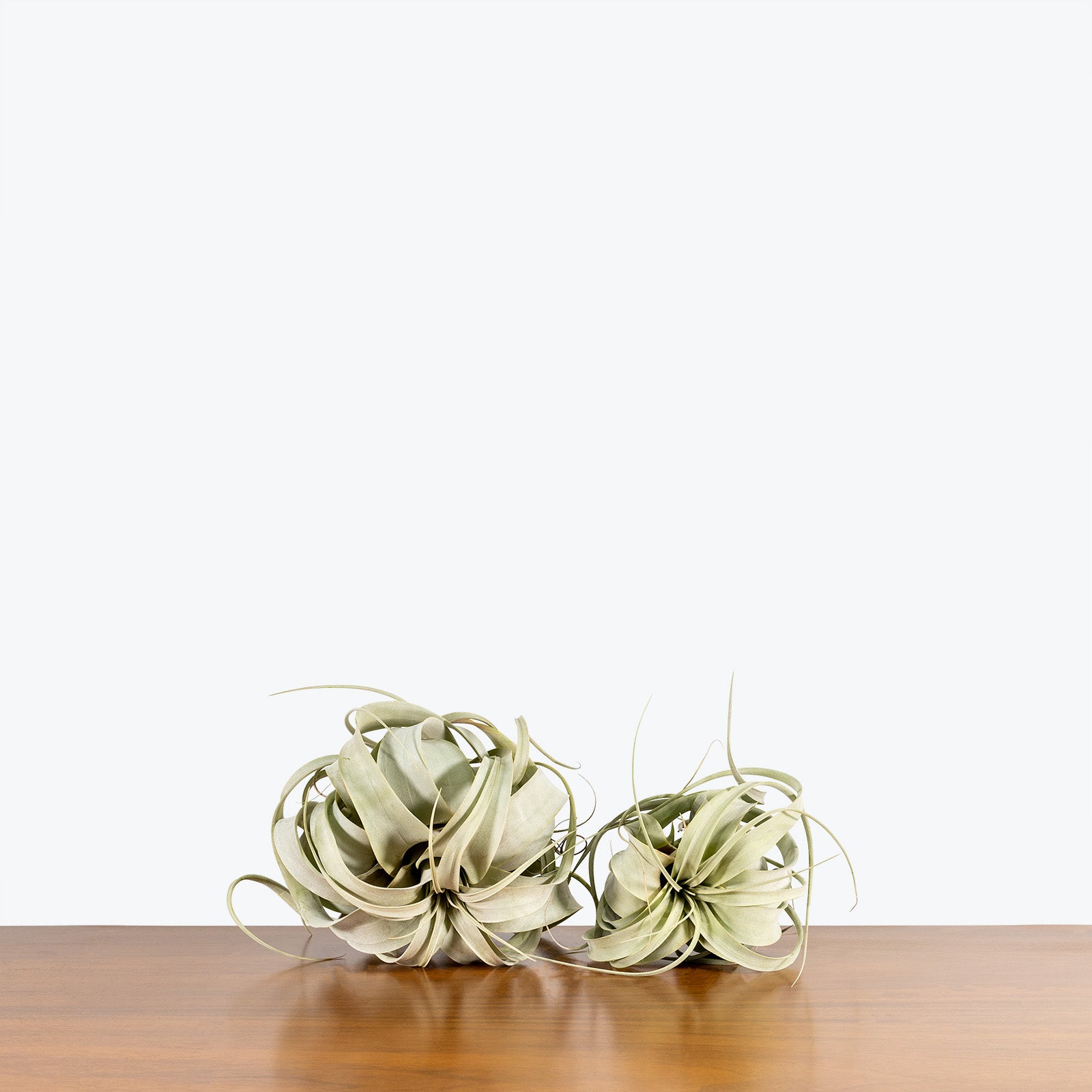 Tillandsia Xerographica Air Plant | Care Guide and Pro Tips - Delivery from Toronto across Canada - JOMO Studio