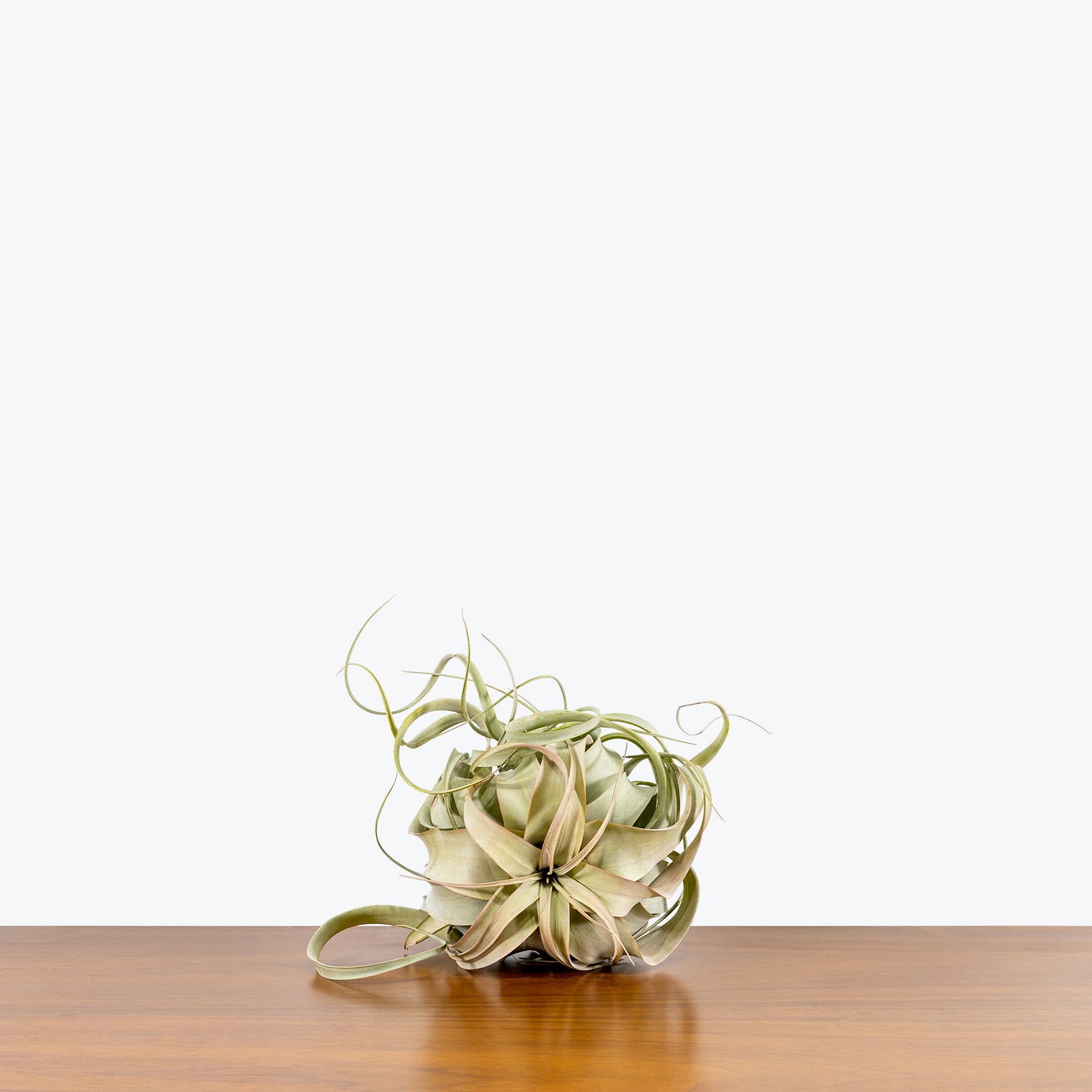 Tillandsia Xerographica Air Plant - House Plants Delivery Toronto - JOMO Studio