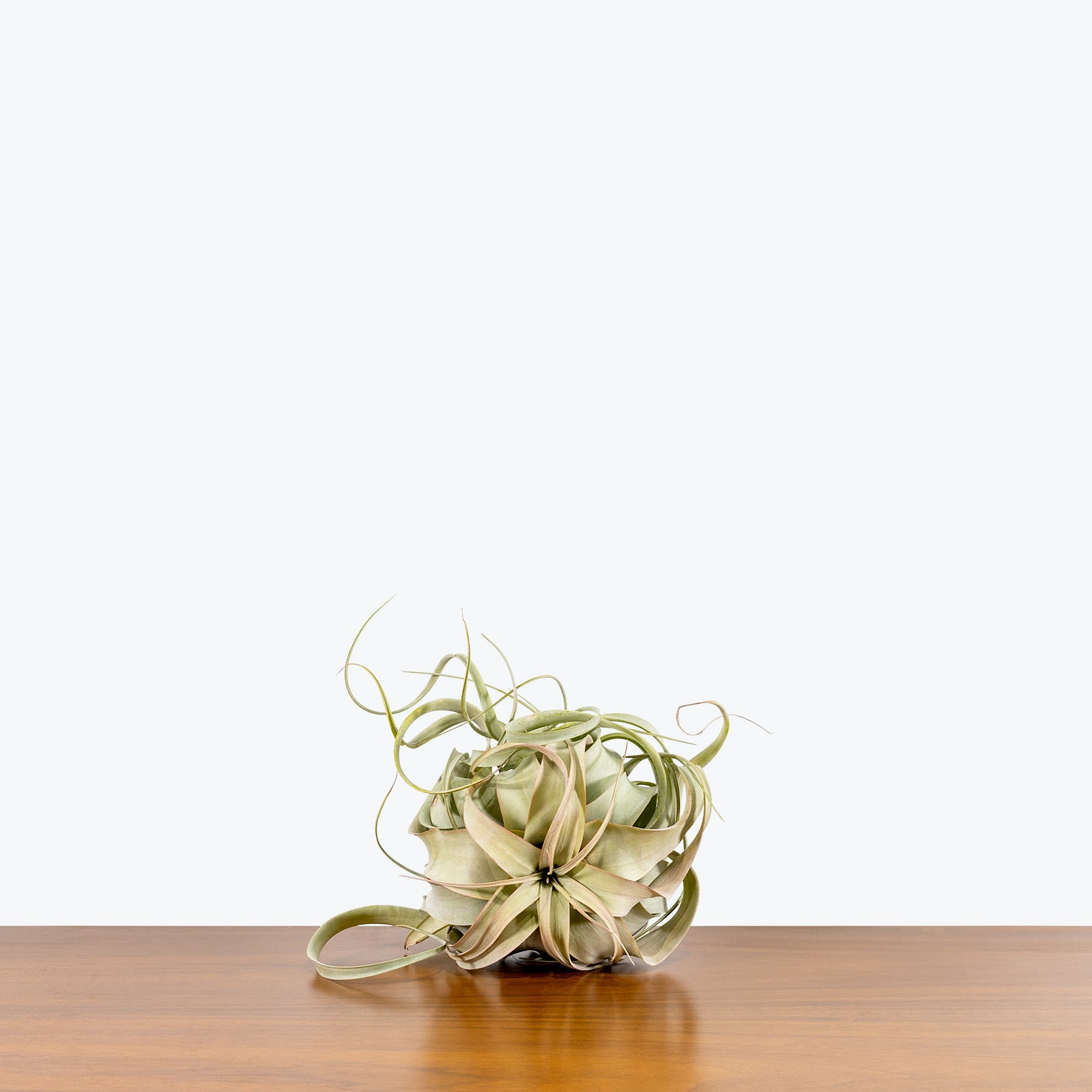 Tillandsia Xerographica Air Plant | Care Guide and Pro Tips - Delivery from Toronto across Canada - JOMO Studio