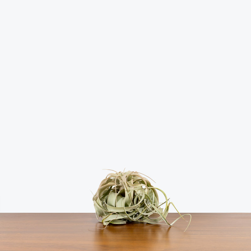 Tillandsia Xerographica Air Plant | Care Guide and Pro Tips - Delivery from Toronto across Canada - JOMO Studio