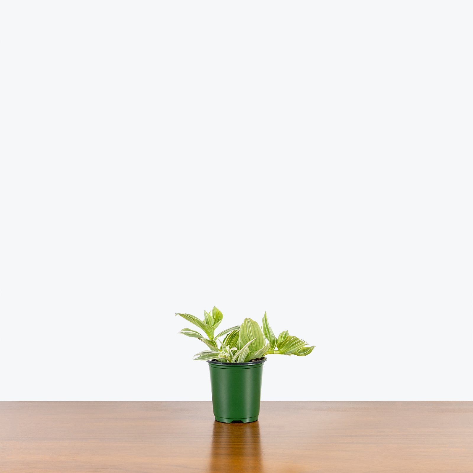 Tradescantia Fluminensis Quicksilver | Care Guide and Pro Tips - Delivery from Toronto across Canada - JOMO Studio