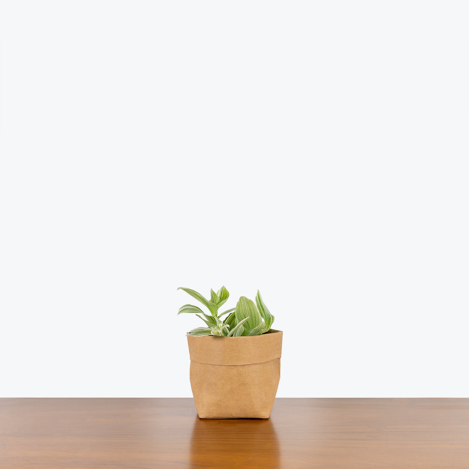 Tradescantia Fluminensis Quicksilver | Care Guide and Pro Tips - Delivery from Toronto across Canada - JOMO Studio