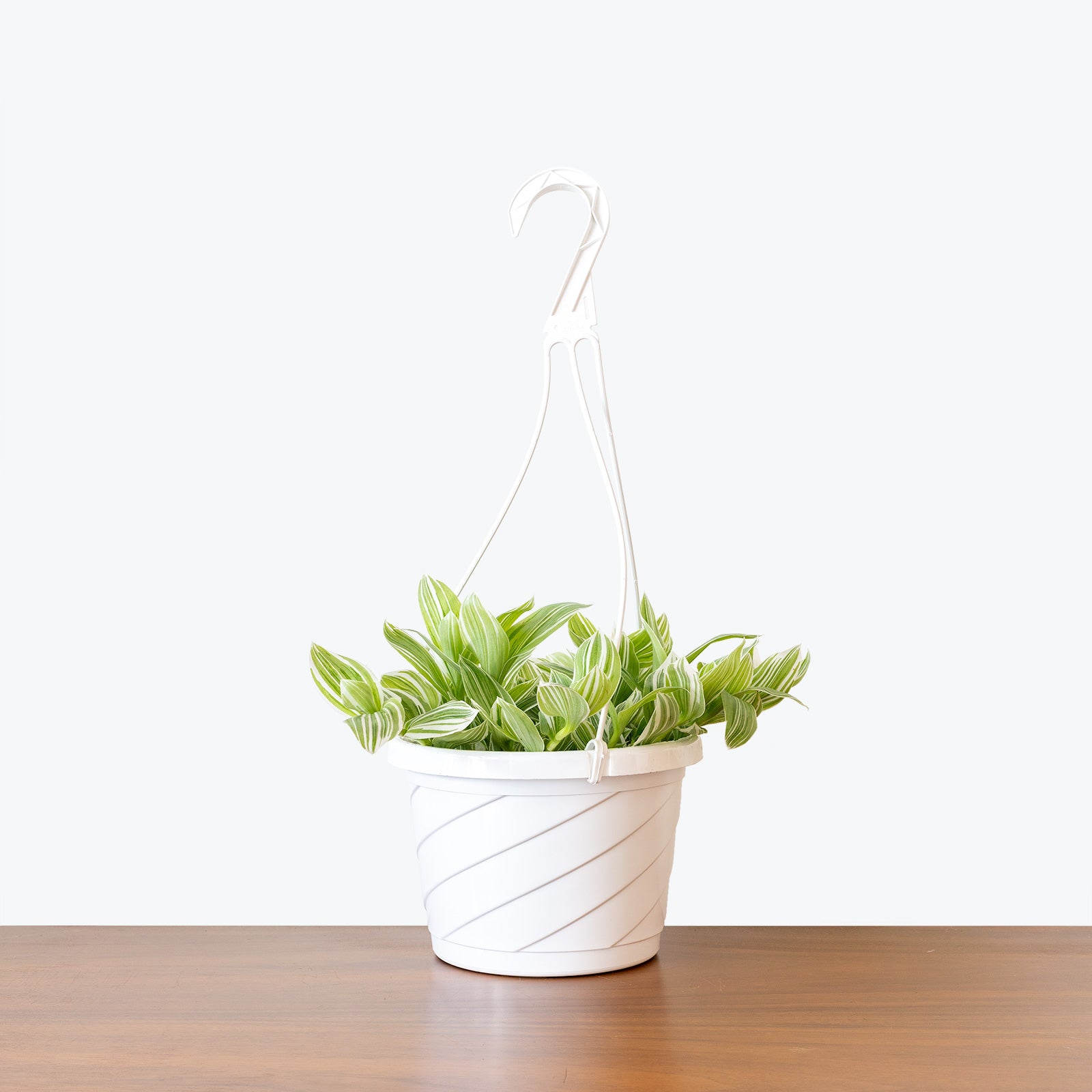 Tradescantia Fluminensis Quicksilver - House Plants Delivery Toronto - JOMO Studio