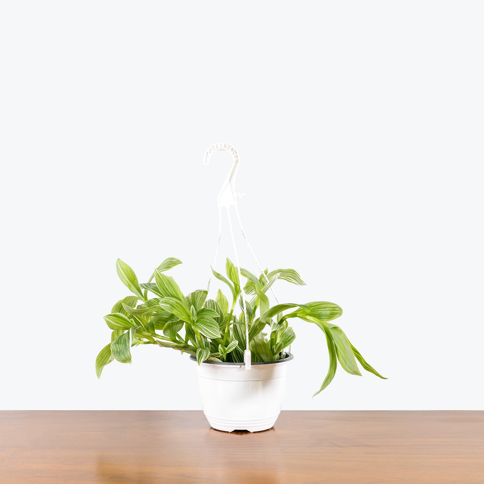 Tradescantia Fluminensis Quicksilver - House Plants Delivery Toronto - JOMO Studio