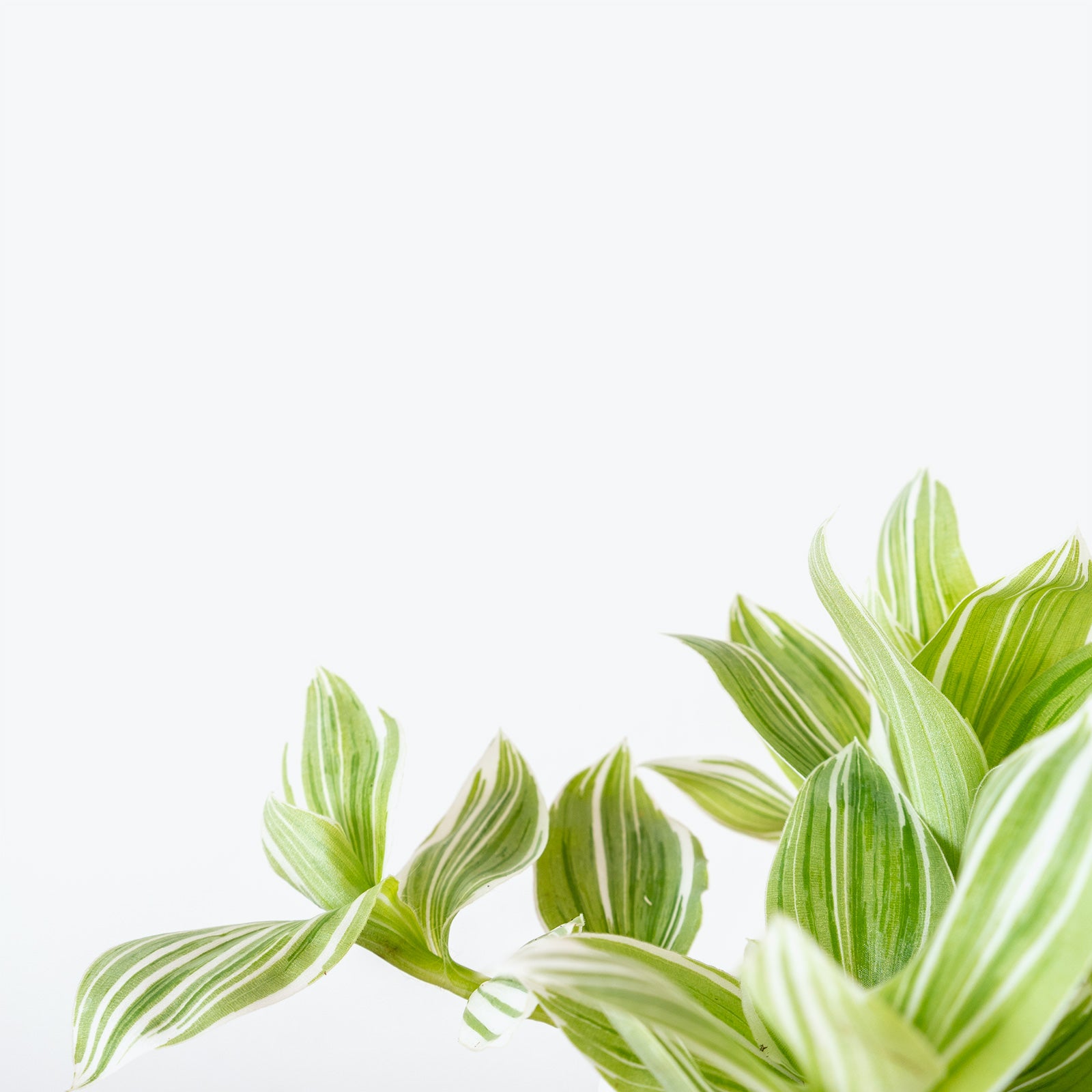 Tradescantia Fluminensis Quicksilver - House Plants Delivery Toronto - JOMO Studio