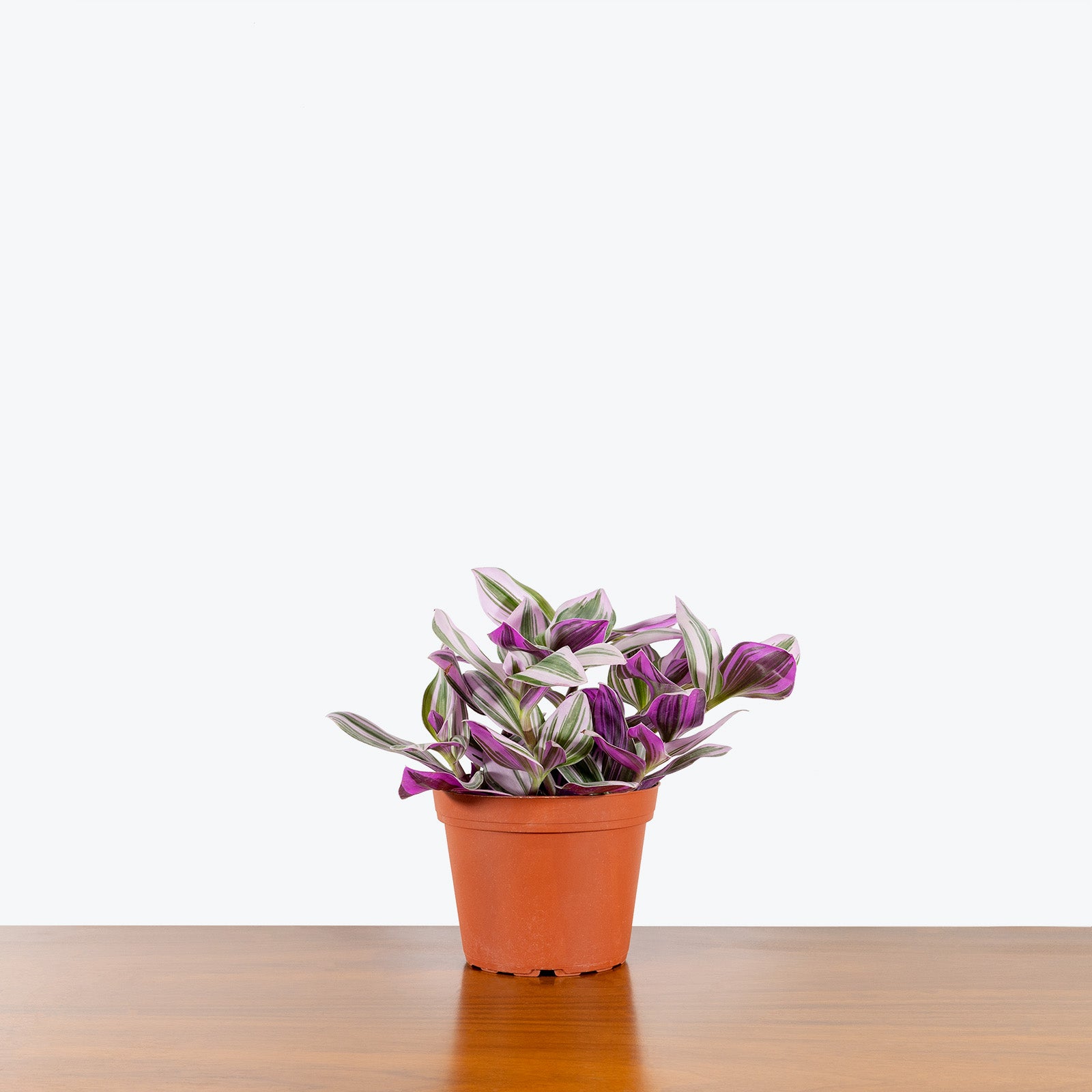 Tradescantia Nanouk | Care Guide and Pro Tips - Delivery from Toronto across Canada - JOMO Studio