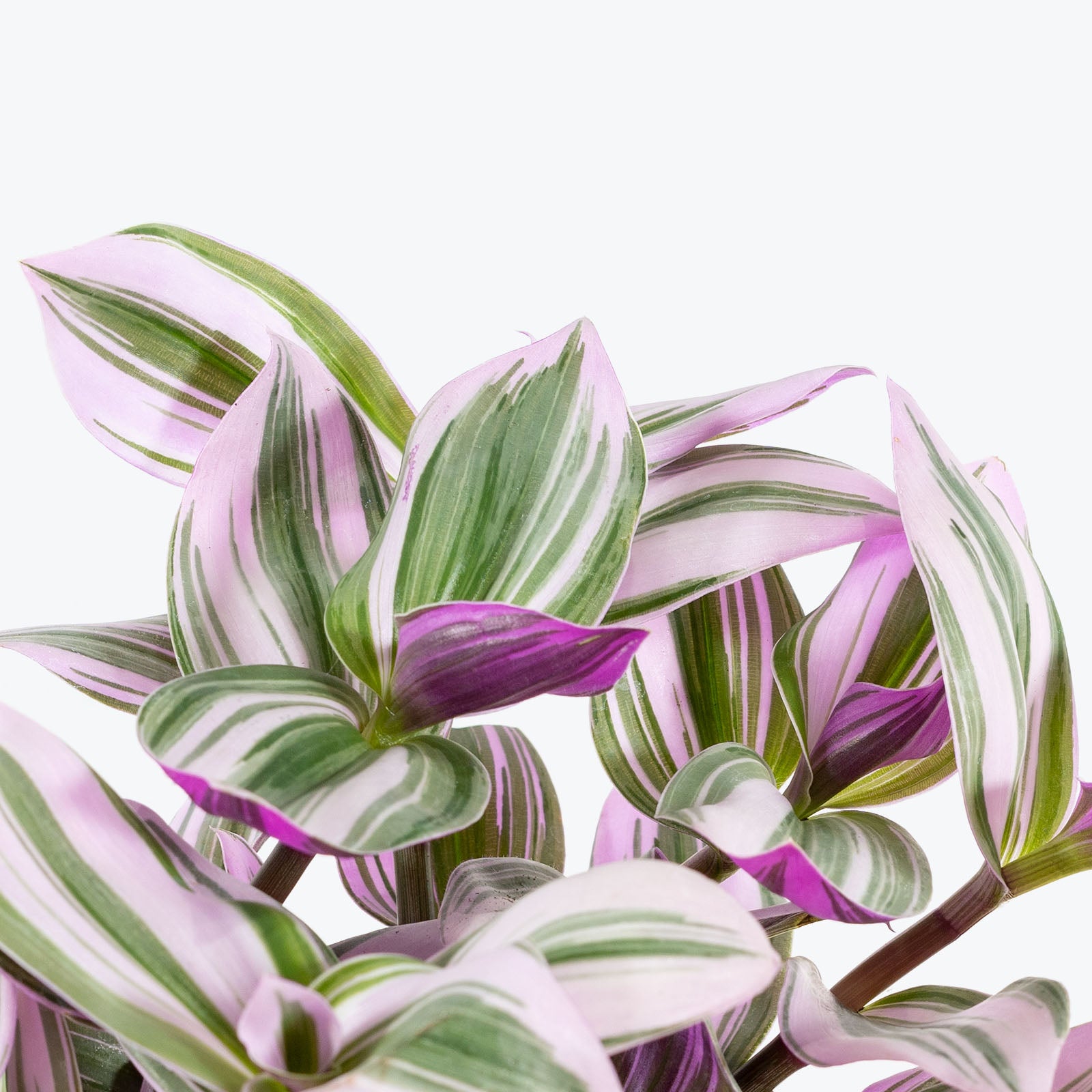 Tradescantia Nanouk | Care Guide and Pro Tips - Delivery from Toronto across Canada - JOMO Studio