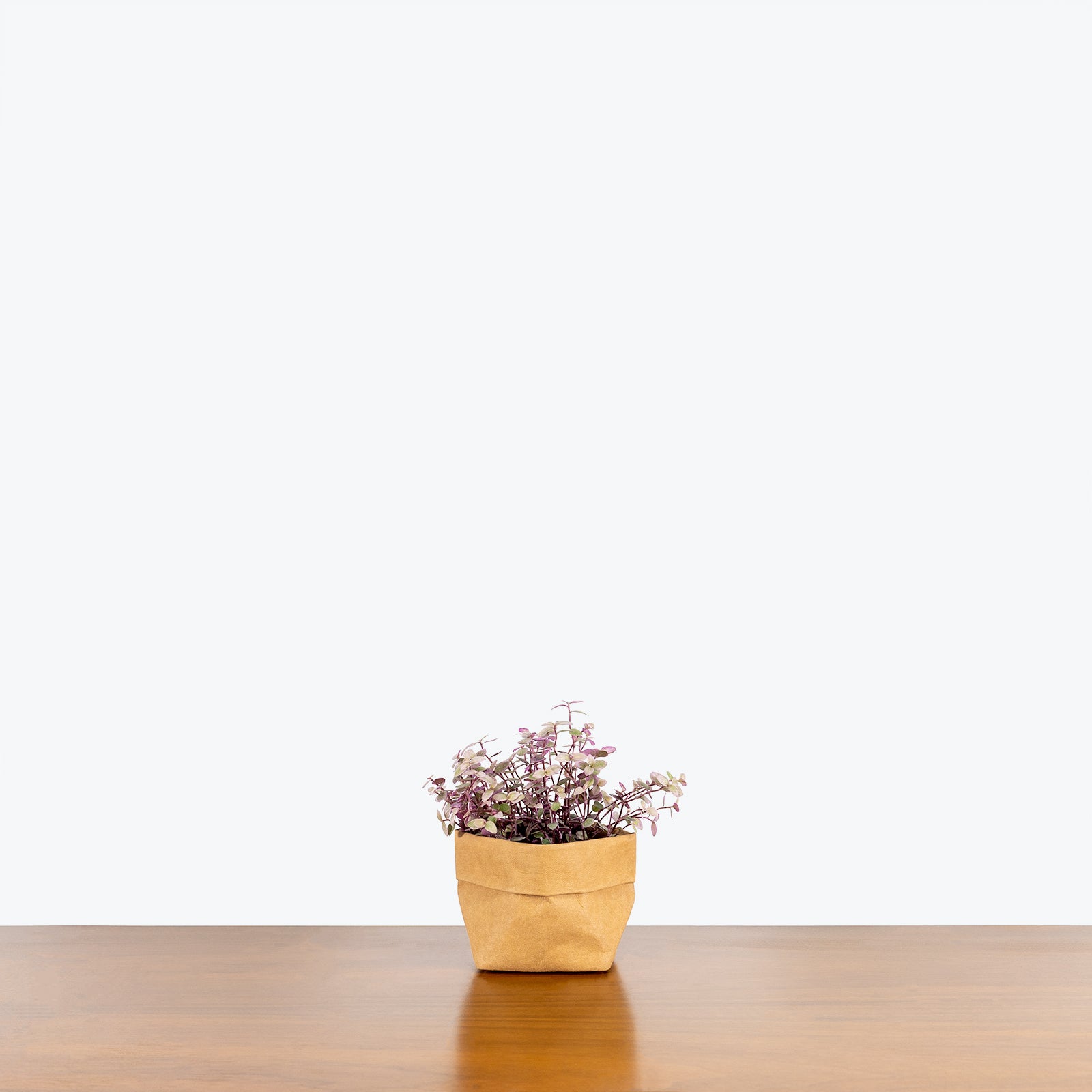 Tradescantia Pink Panther | Care Guide and Pro Tips - Delivery from Toronto across Canada - JOMO Studio
