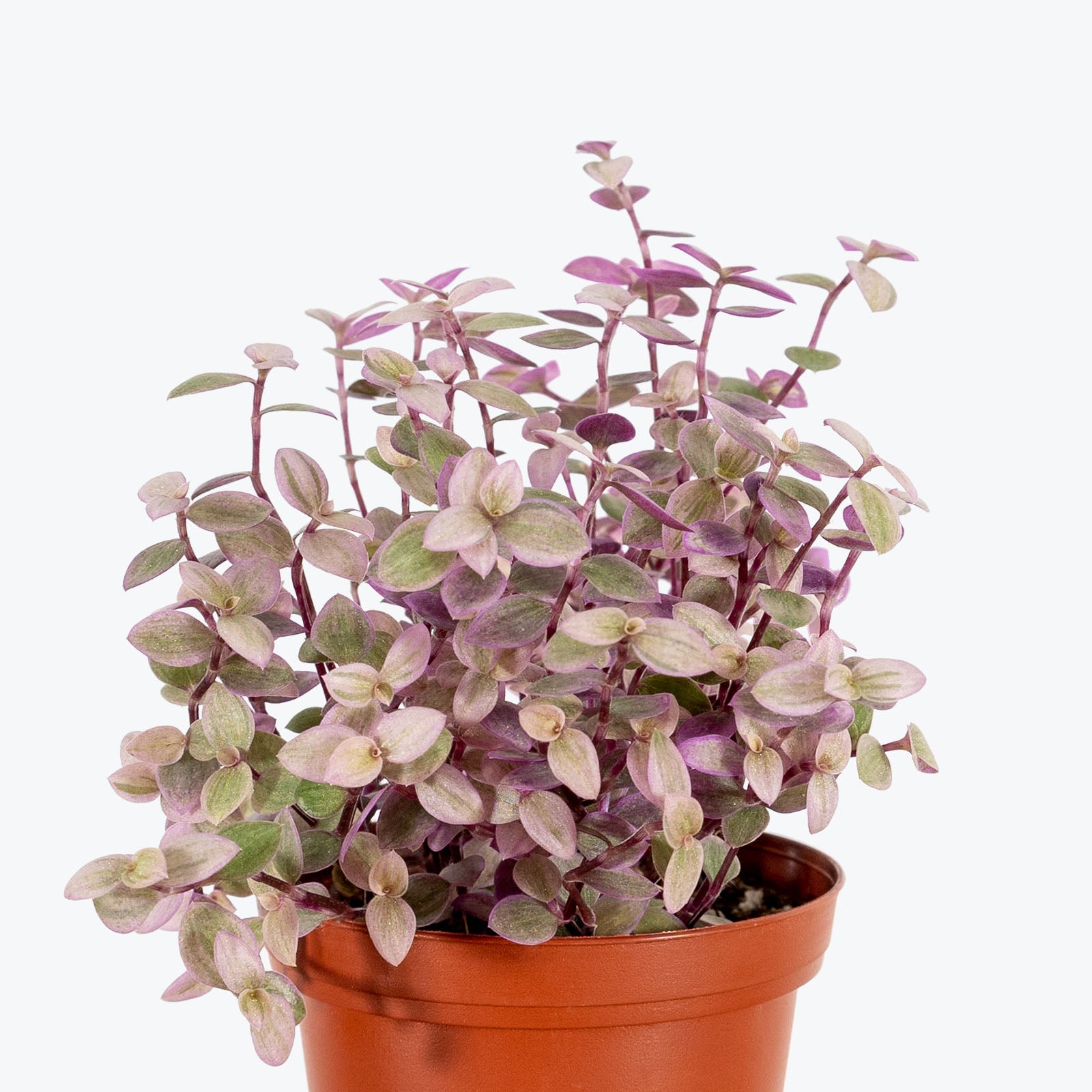 Tradescantia Pink Panther - House Plants Delivery Toronto - JOMO Studio