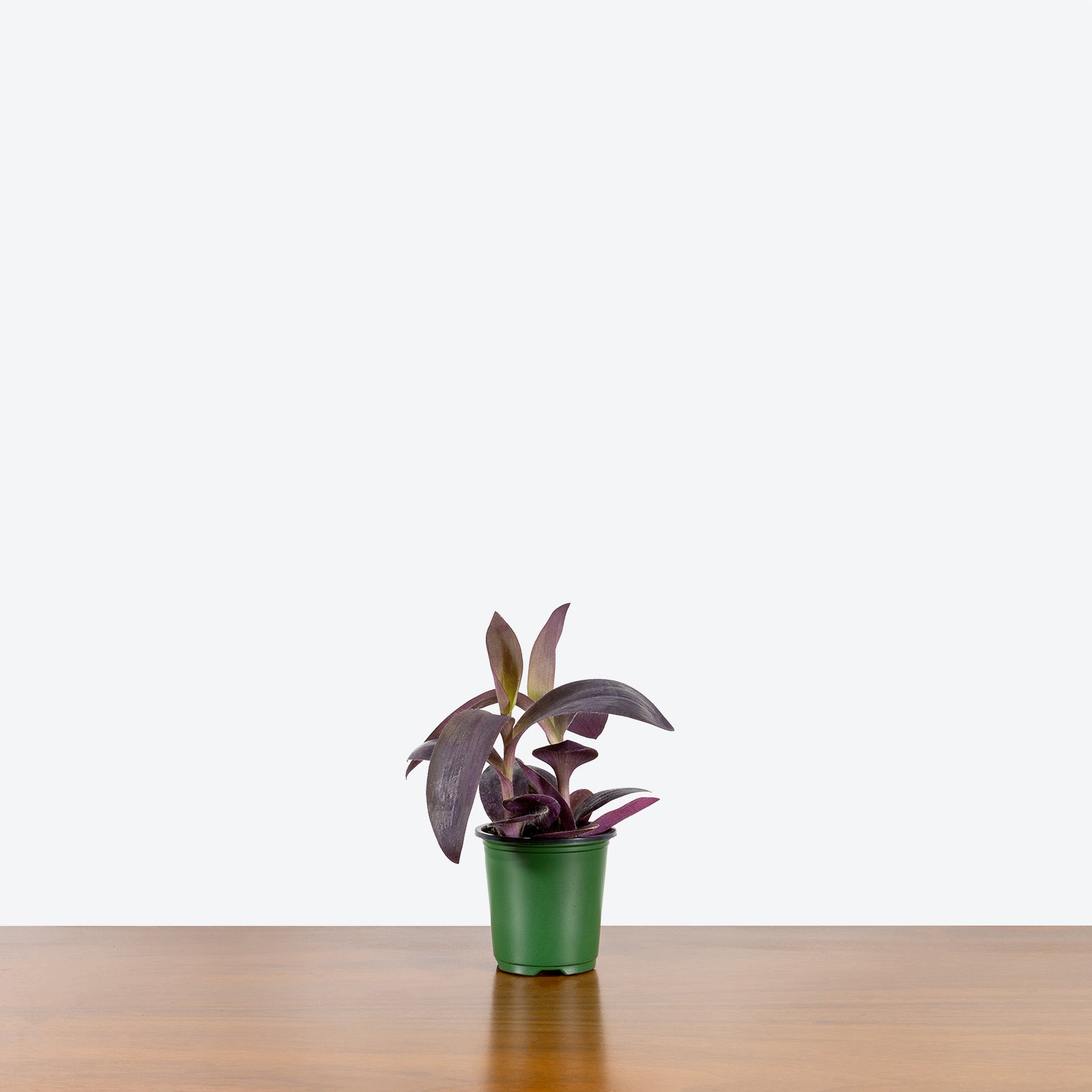 Tradescantia Purple Heart - House Plants Delivery Toronto - JOMO Studio