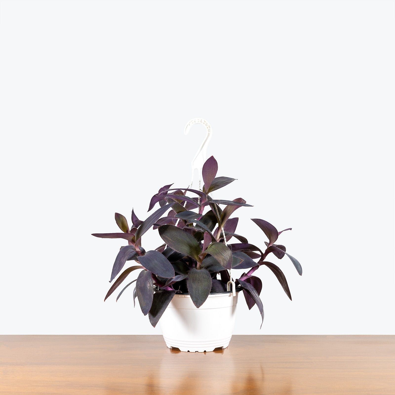 Tradescantia Purple Heart - House Plants Delivery Toronto - JOMO Studio