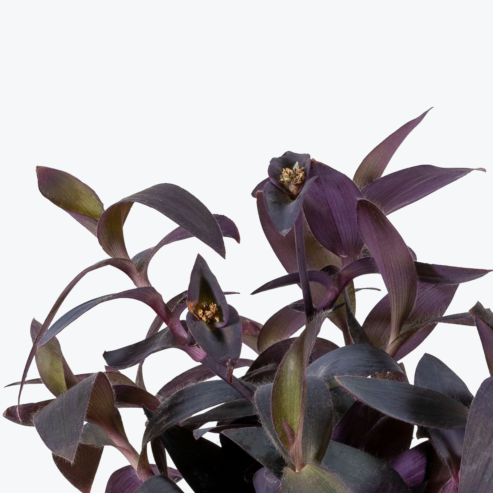 Tradescantia Purple Heart - House Plants Delivery Toronto - JOMO Studio