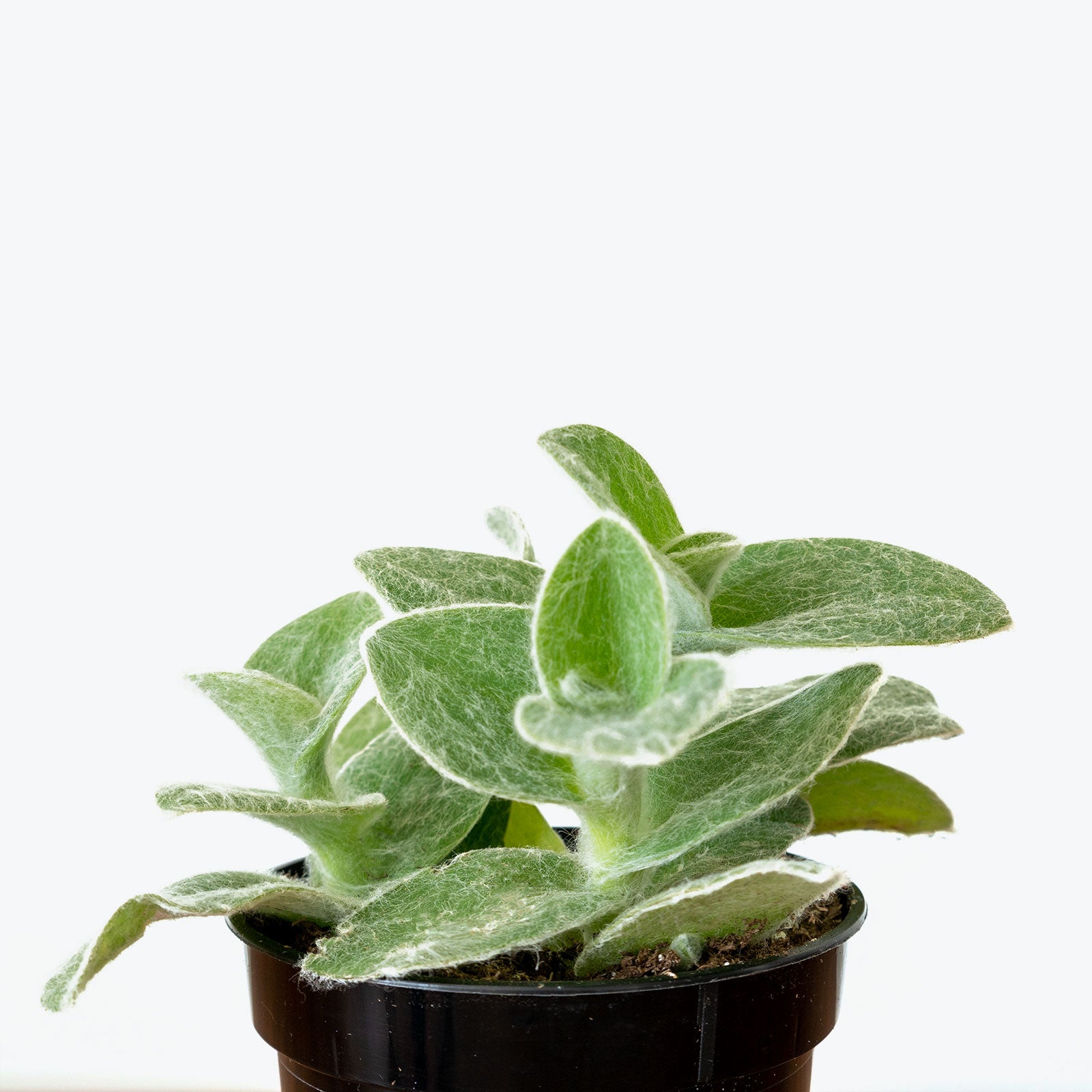 Tradescantia Sillamontana White Velvet - House Plants Delivery Toronto - JOMO Studio