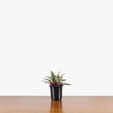 Tradescantia Spathacea — 4" Pot