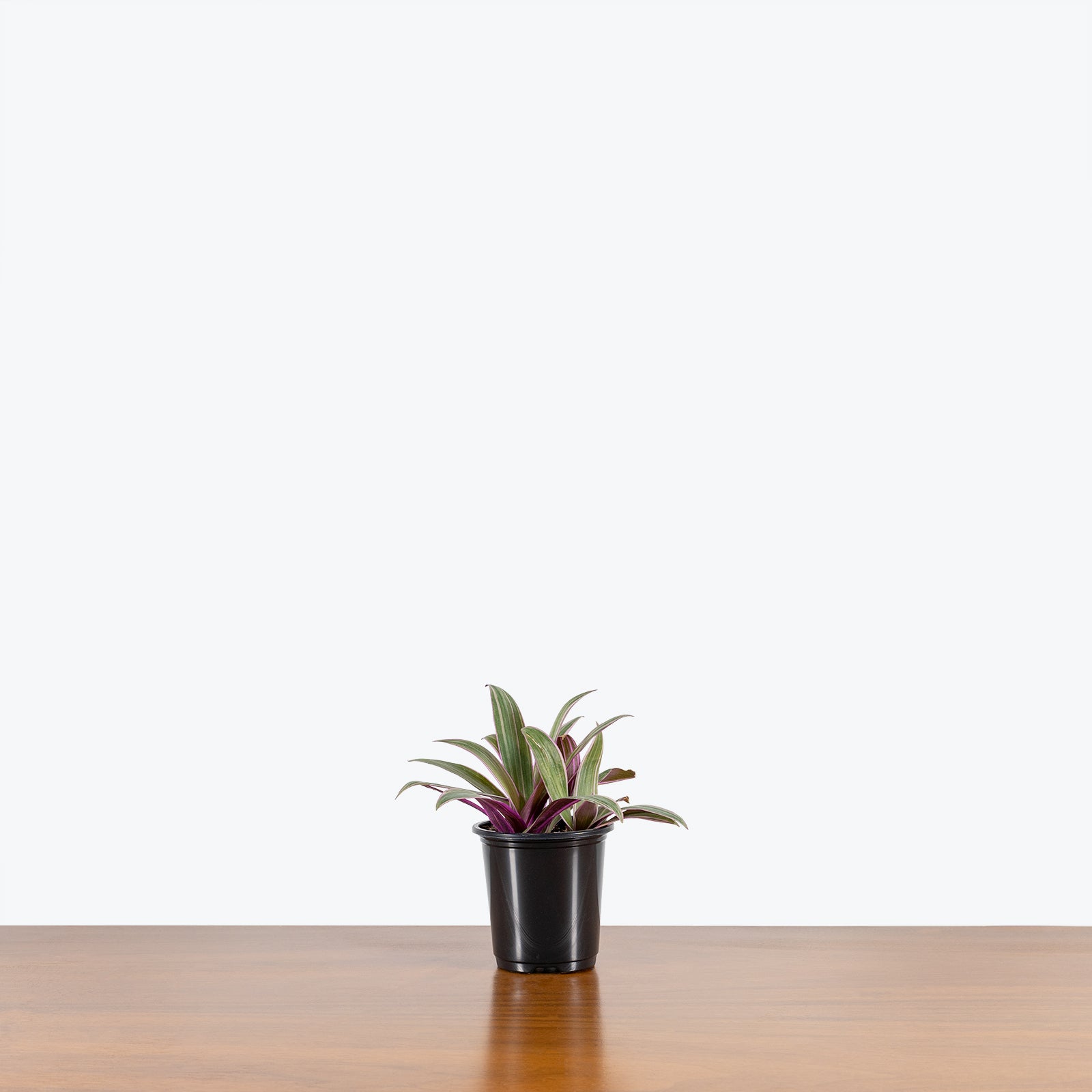 Tradescantia Spathacea - House Plants Delivery Toronto - JOMO Studio
