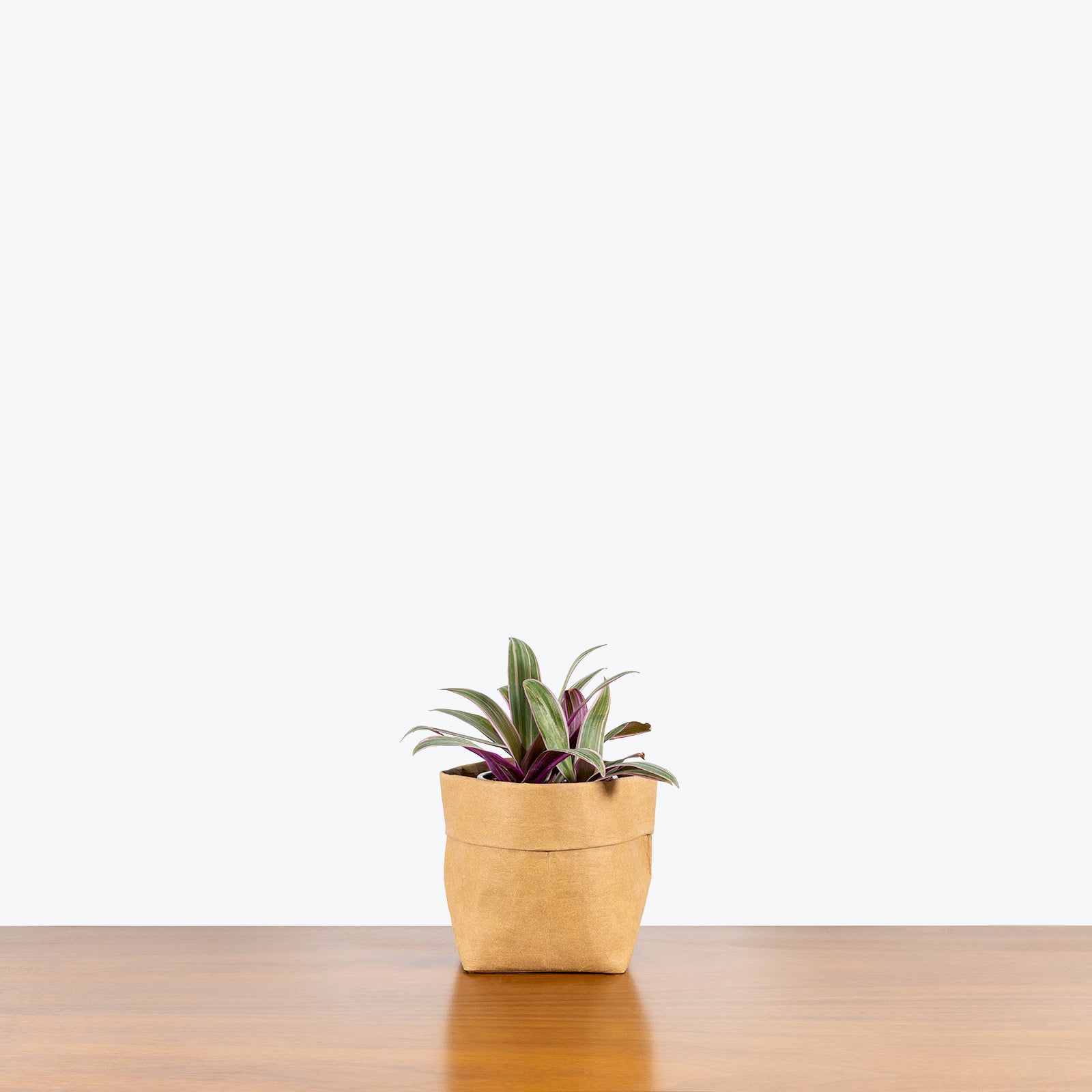 Tradescantia Spathacea - House Plants Delivery Toronto - JOMO Studio