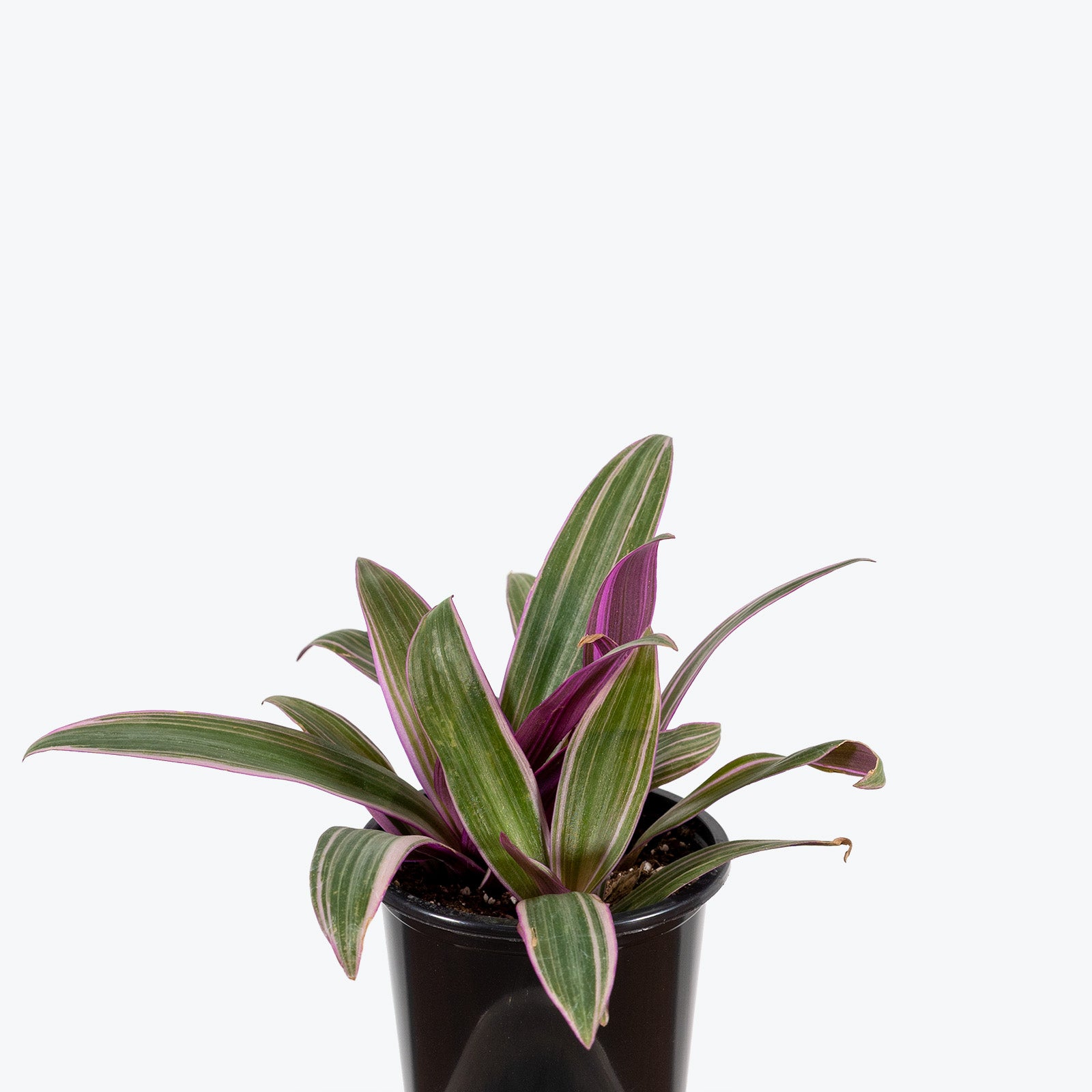 Tradescantia Spathacea - House Plants Delivery Toronto - JOMO Studio