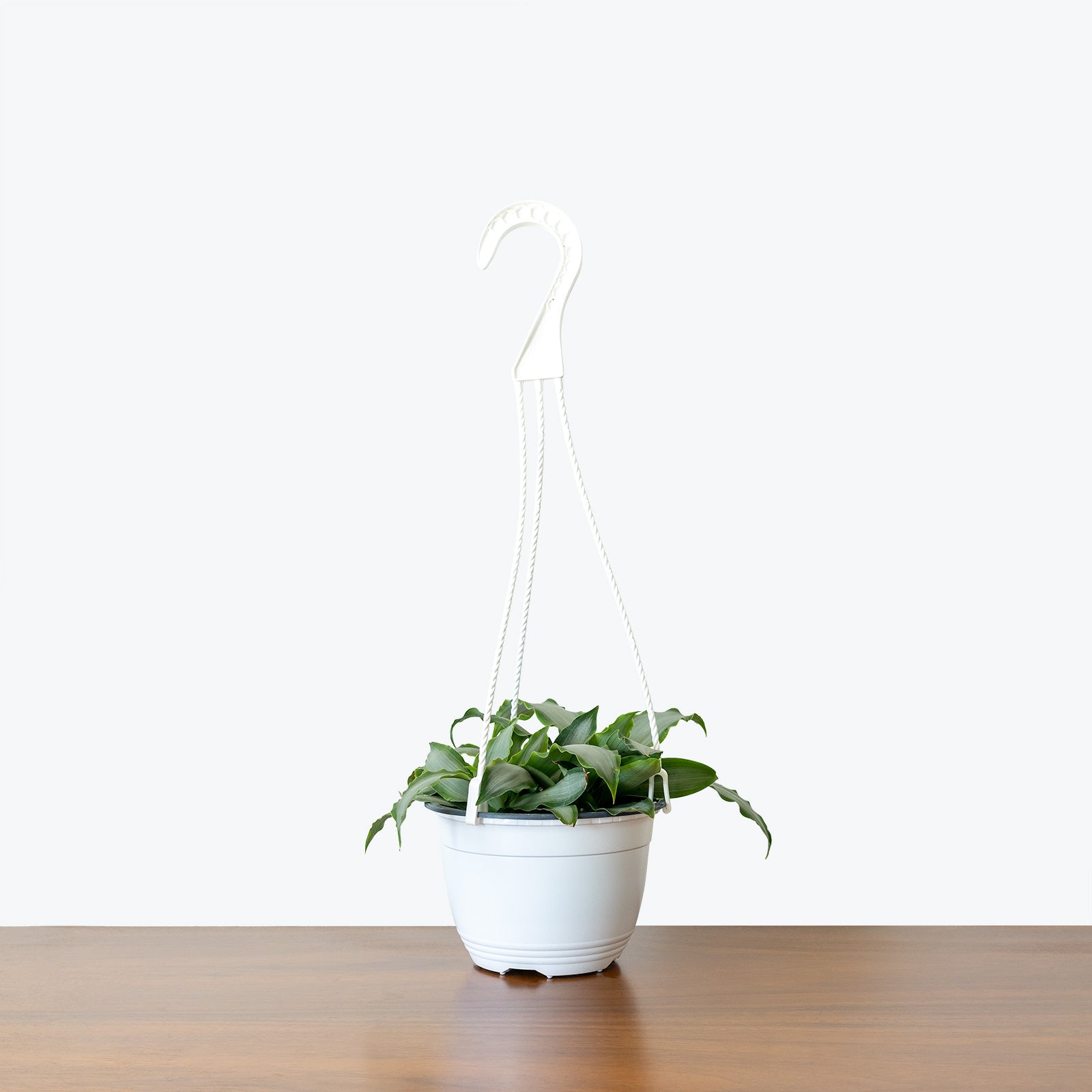 Tradescantia Spathacea Silver - House Plants Delivery Toronto - JOMO Studio