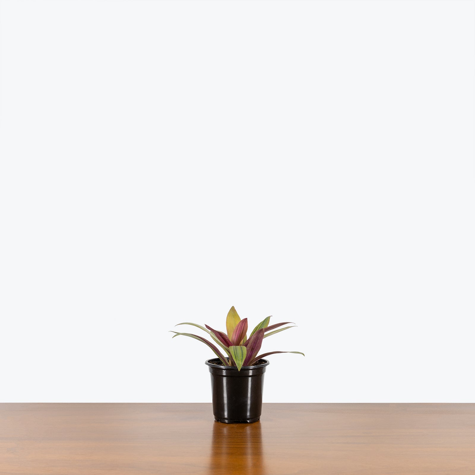 Tradescantia Spathacea Sitara's Gold - House Plants Delivery Toronto - JOMO Studio