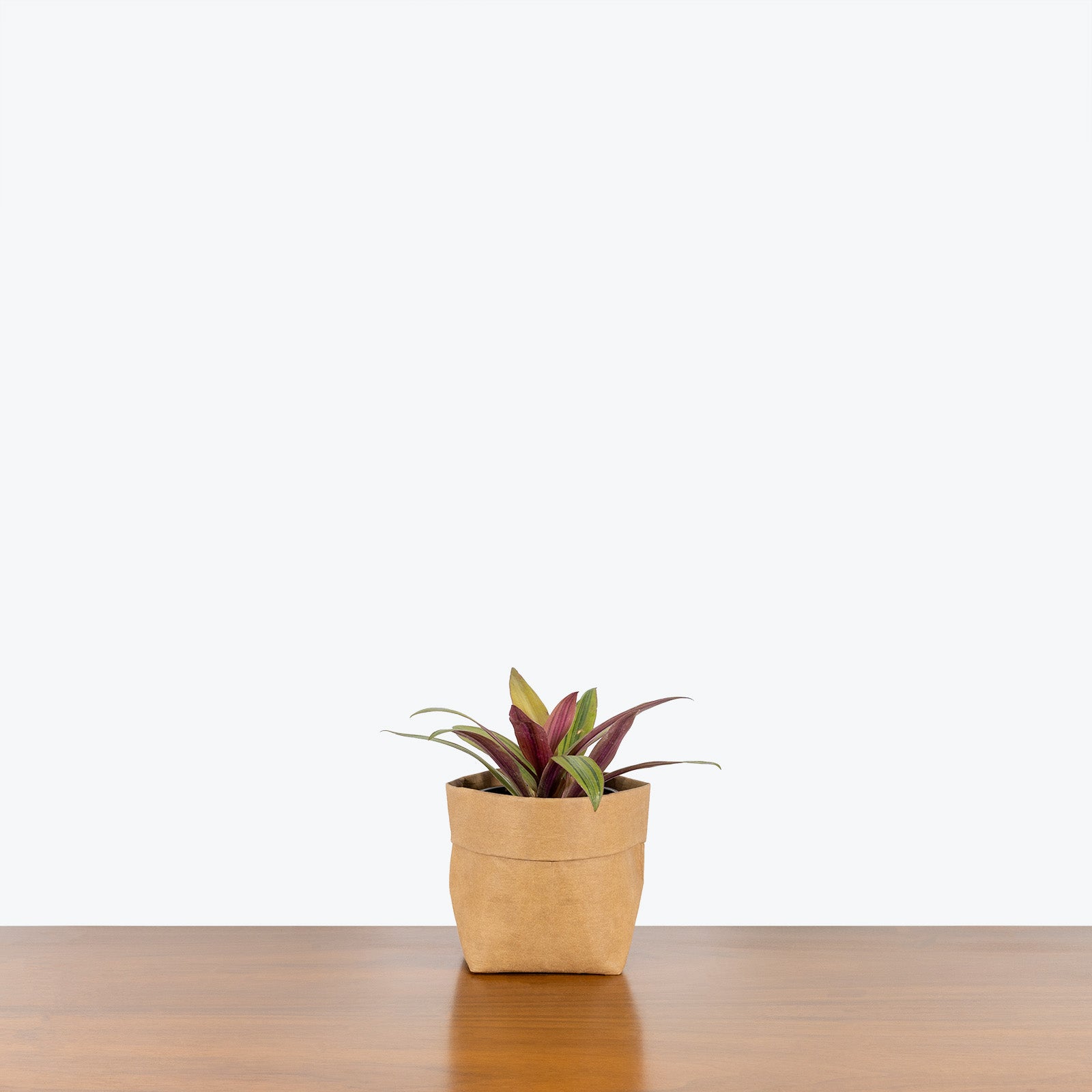 Tradescantia Spathacea Sitara's Gold - House Plants Delivery Toronto - JOMO Studio