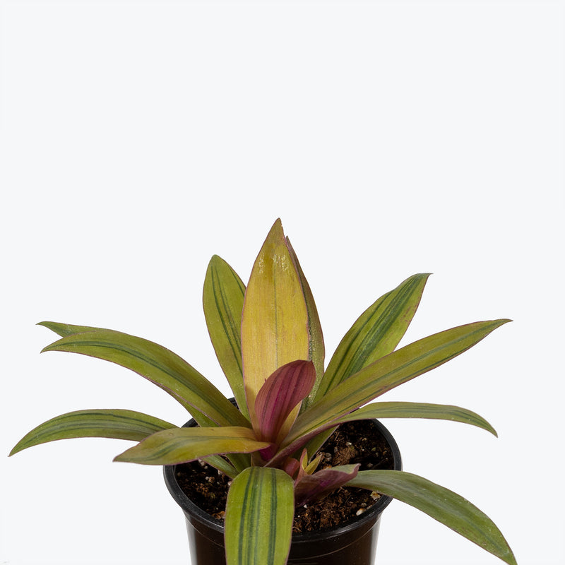 Tradescantia Spathacea Sitara's Gold - House Plants Delivery Toronto - JOMO Studio