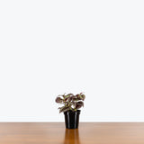Tradescantia Zebrina — 4" Pot