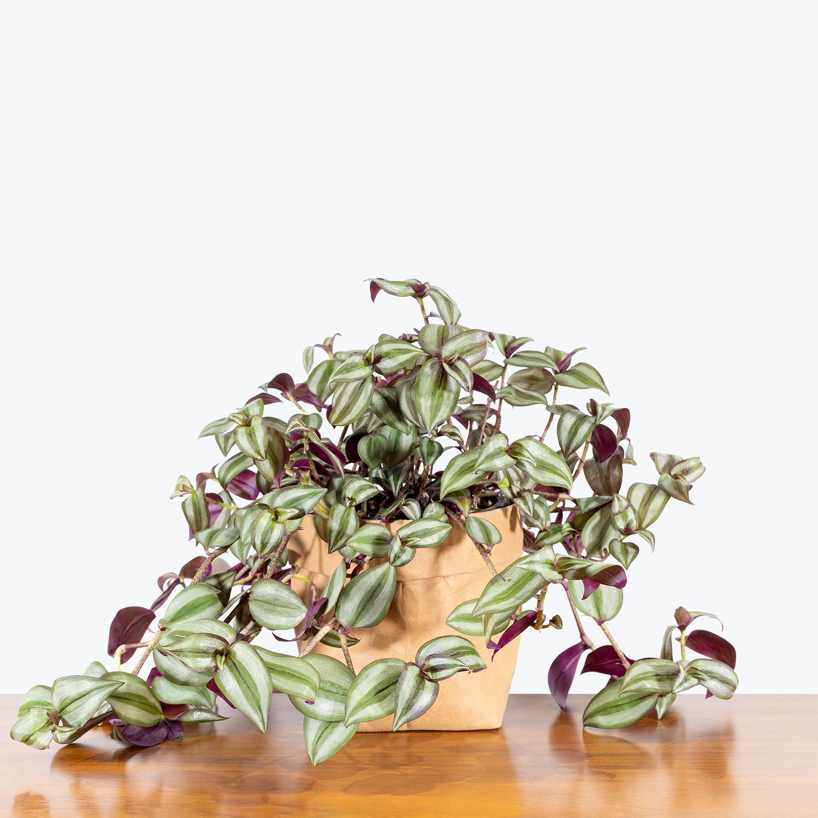 Tradescantia Zebrina - House Plants Delivery Toronto - JOMO Studio