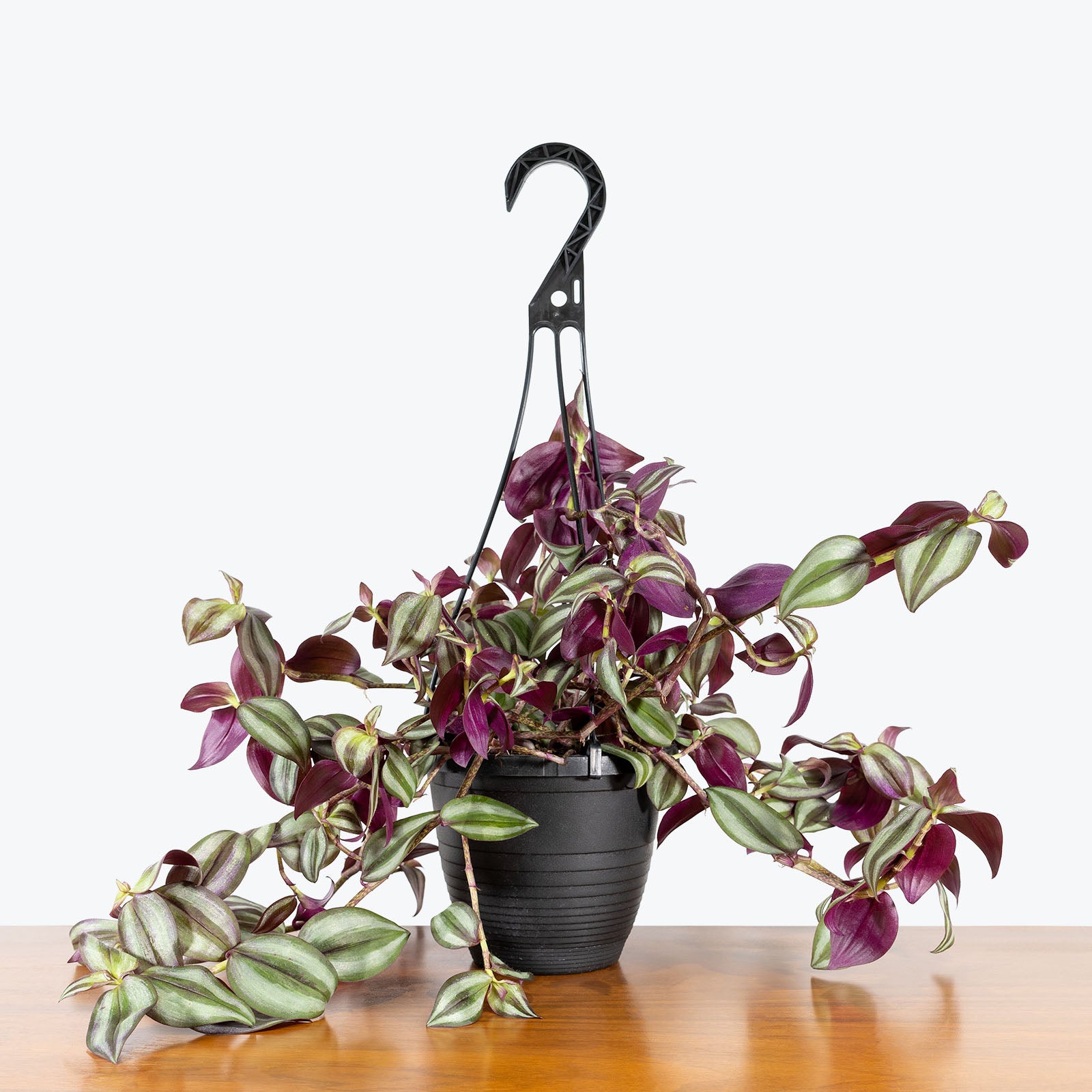 Tradescantia Zebrina - House Plants Delivery Toronto - JOMO Studio