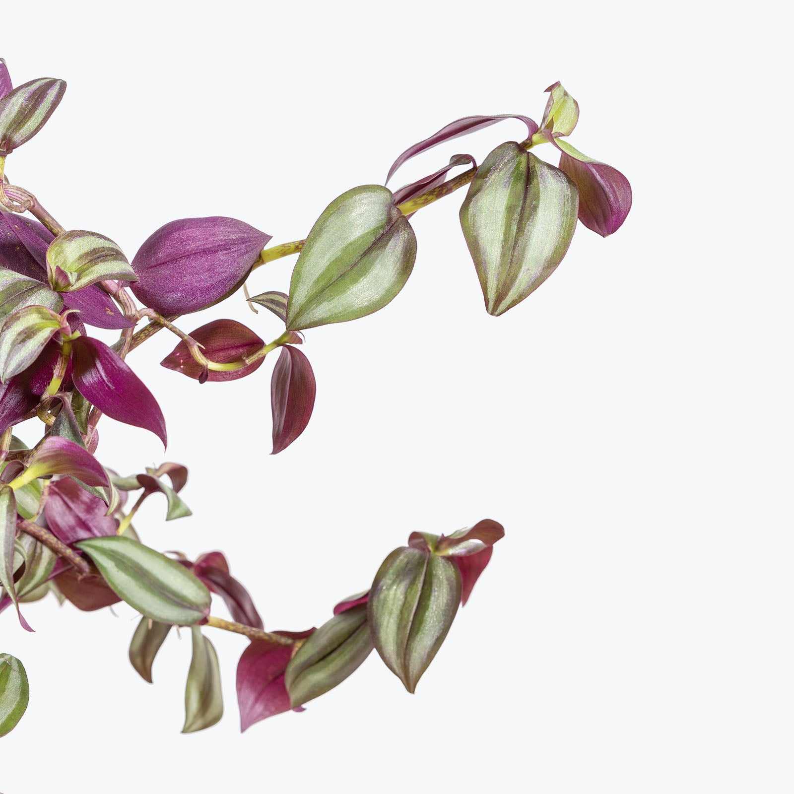 Tradescantia Zebrina - House Plants Delivery Toronto - JOMO Studio