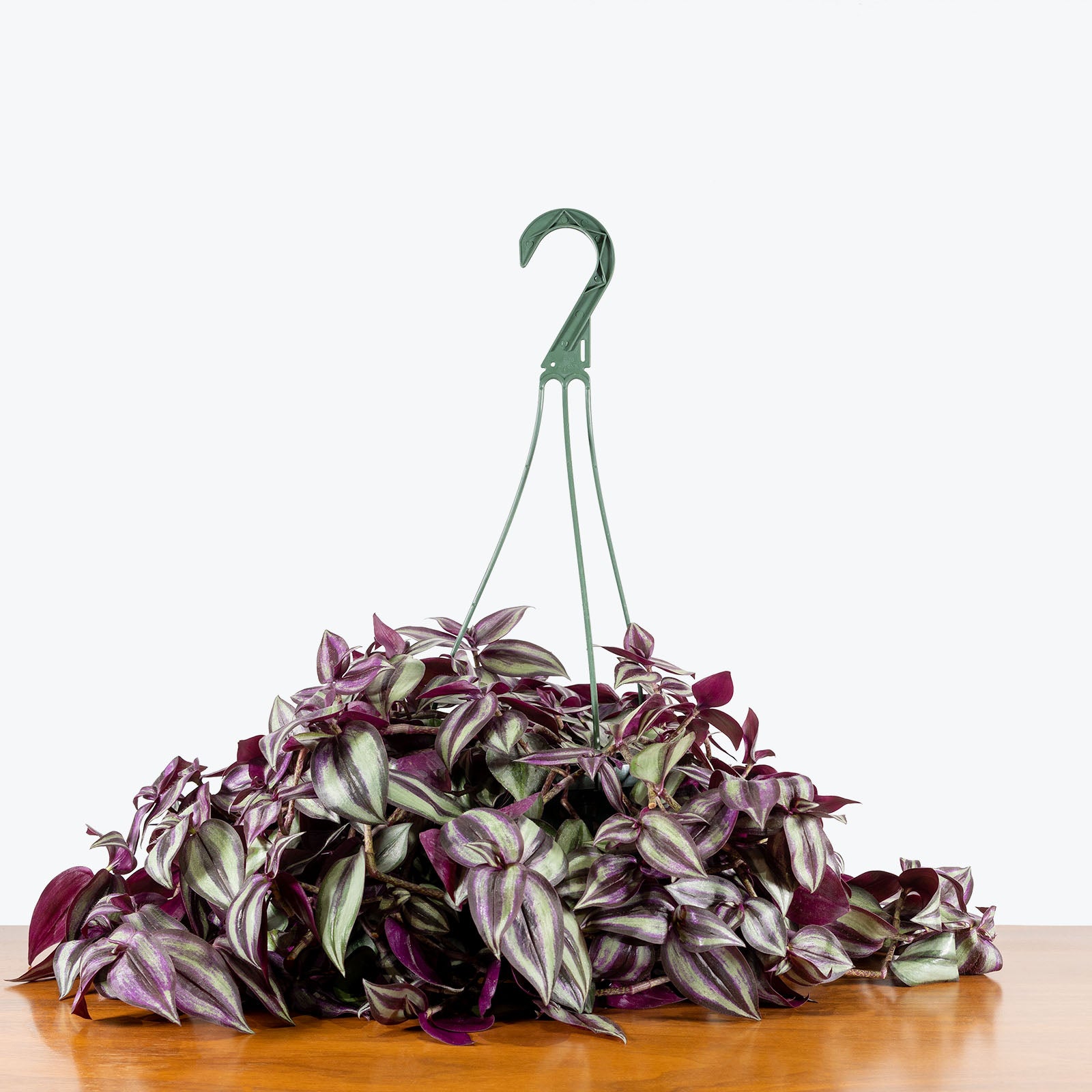 Tradescantia Zebrina - House Plants Delivery Toronto - JOMO Studio