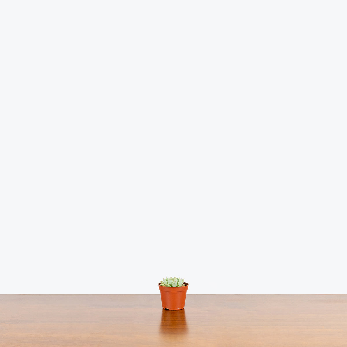 Trending Succulent Mystery Box - House Plants Delivery Toronto - JOMO Studio