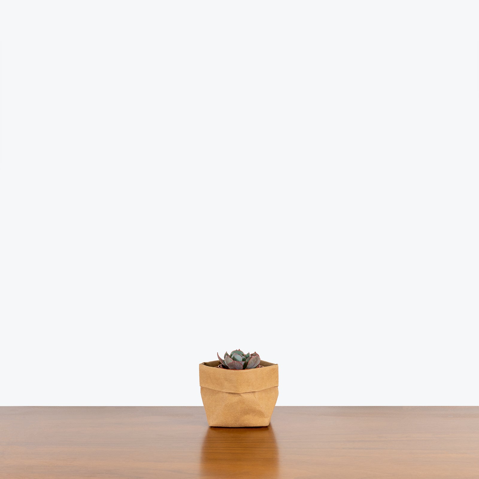 Trending Succulent Mystery Box - House Plants Delivery Toronto - JOMO Studio