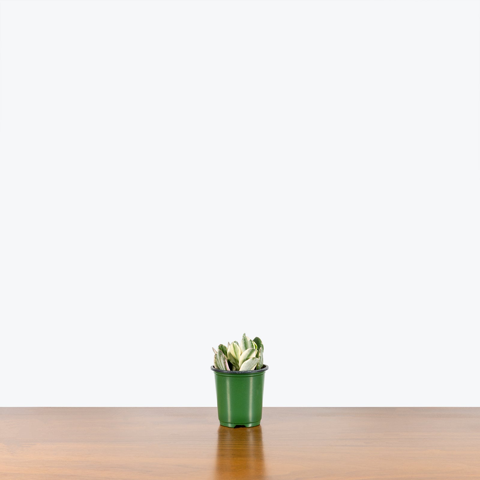 Variegated Jade Plant | Crassula Ovata Tricolor | Care Guide and Pro Tips - Delivery from Toronto across Canada - JOMO Studio