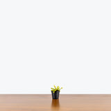 Venus Flytrap — 2.25" Pot