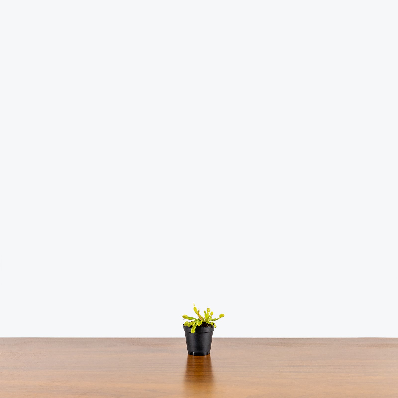 Venus Flytrap | Care Guide and Pro Tips - Delivery from Toronto across Canada - JOMO Studio