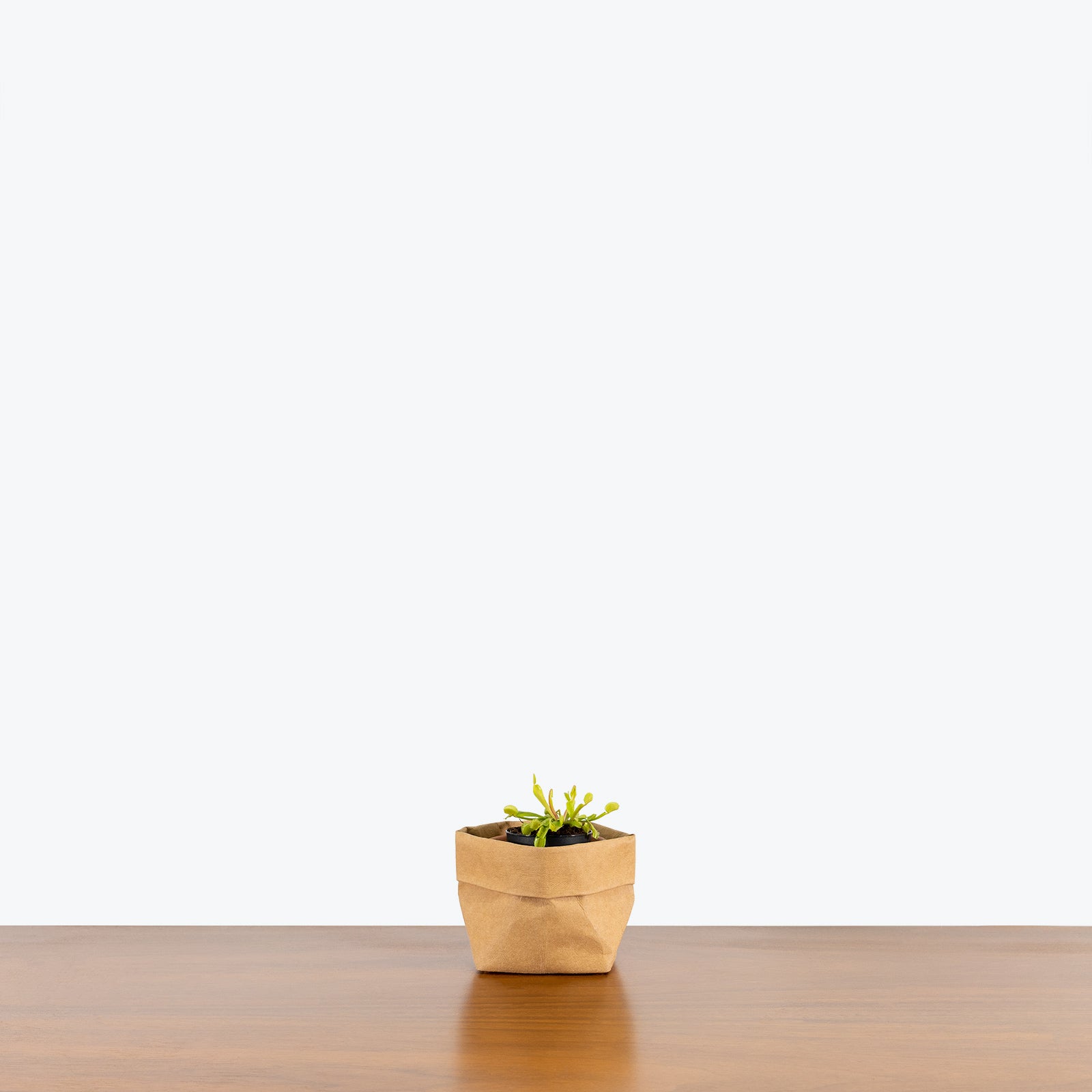 Venus Flytrap | Care Guide and Pro Tips - Delivery from Toronto across Canada - JOMO Studio