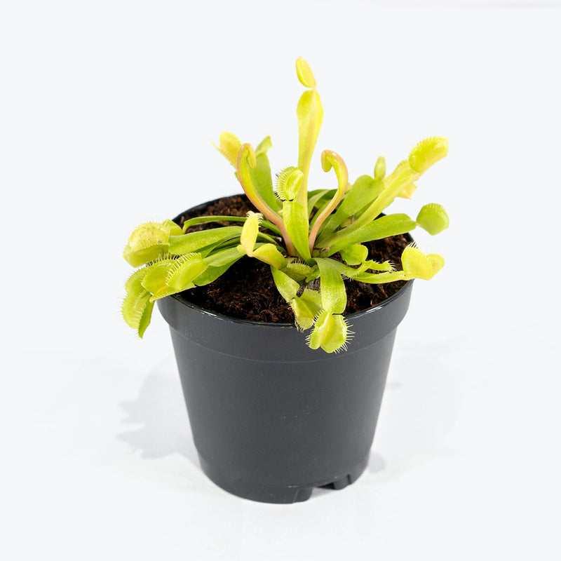 Venus Flytrap - Dionaea Muscipula - House Plants Delivery Toronto - JOMO Studio