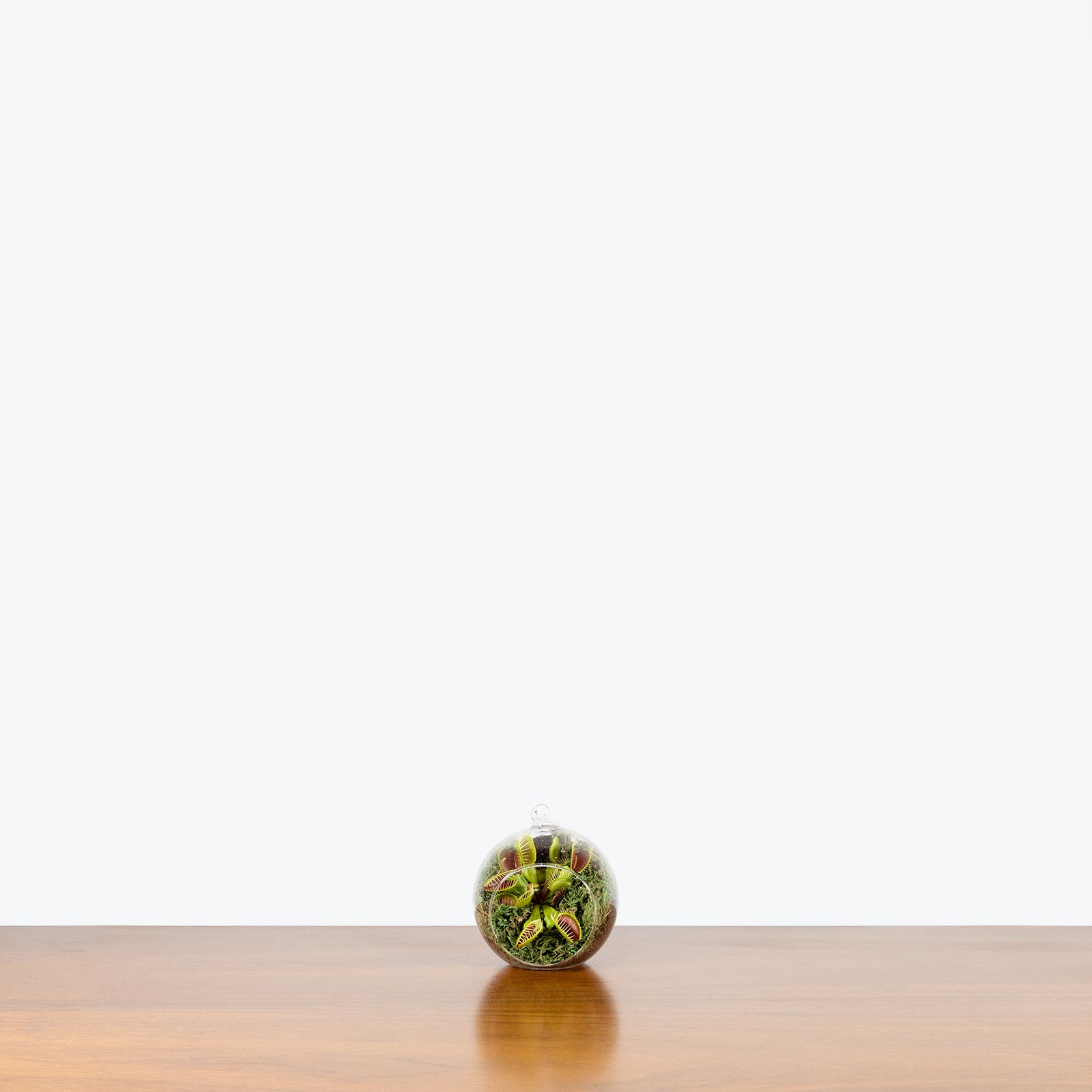 Venus Flytrap Terrarium - Dionaea Muscipula - House Plants Delivery Toronto - JOMO Studio