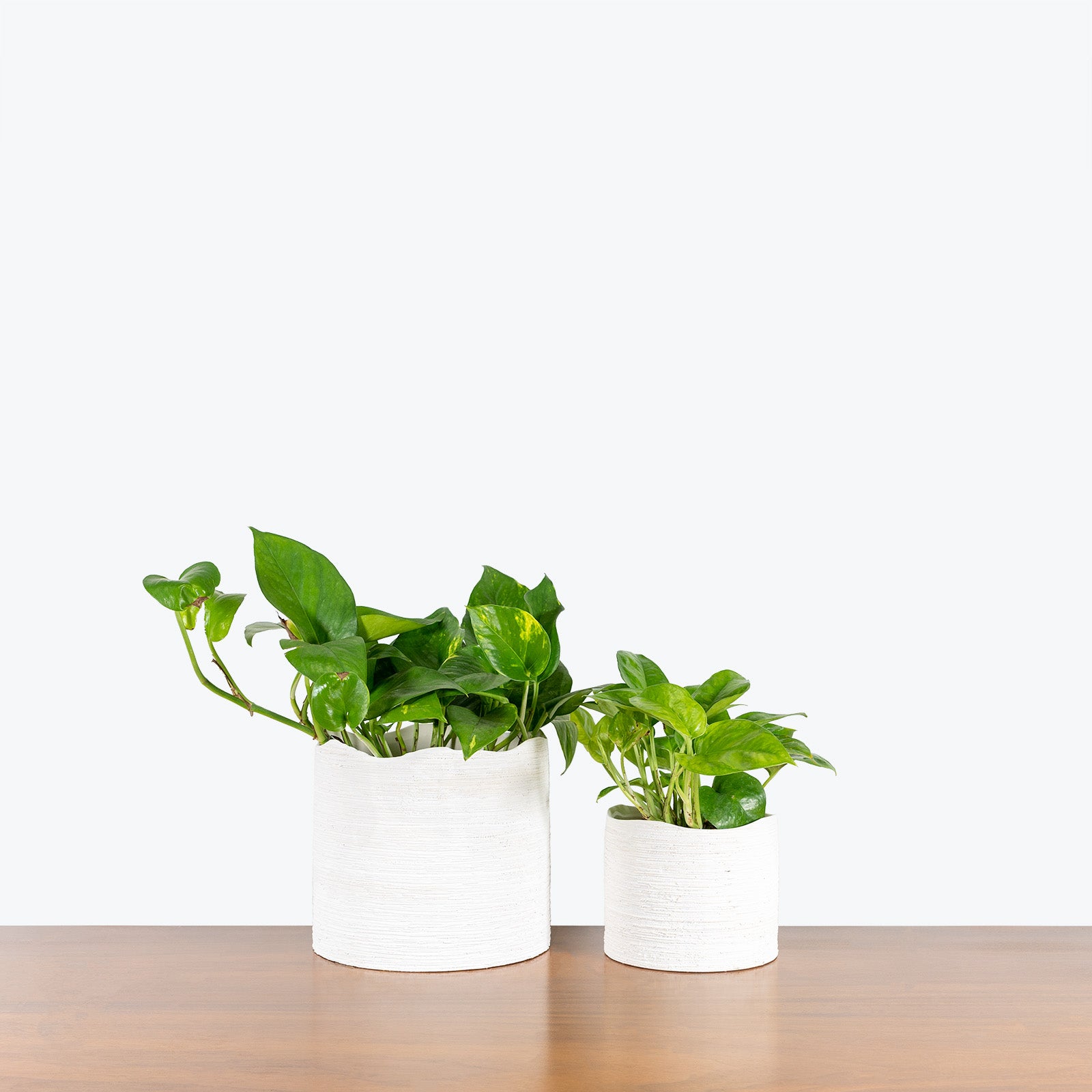 Wavy Ceramic Planter - House Plants Delivery Toronto - JOMO Studio