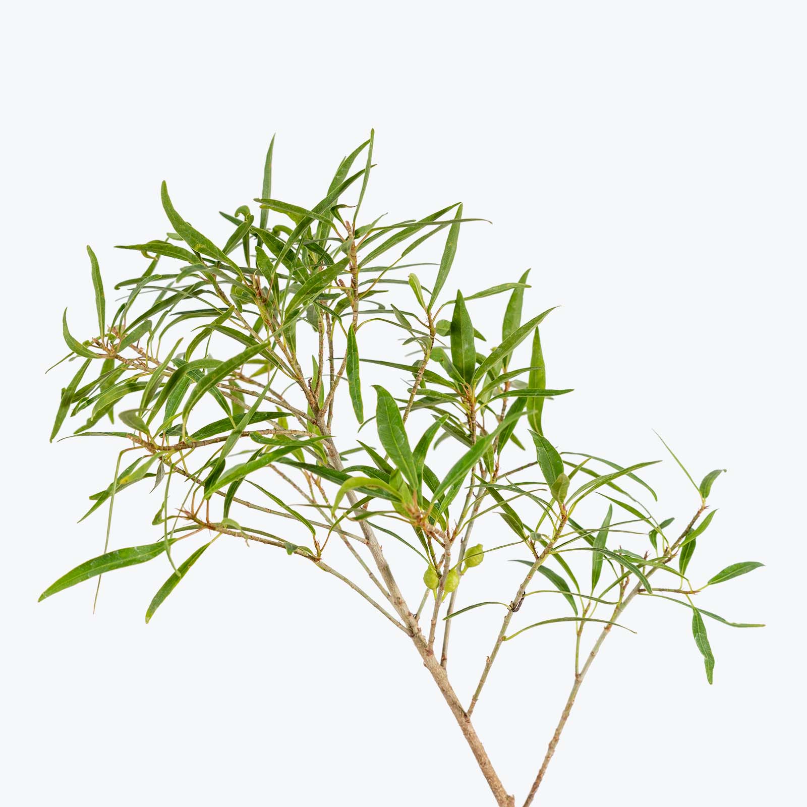 Willow Leaf Fig - House Plants Delivery Toronto - JOMO Studio