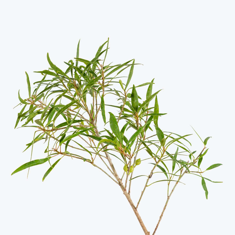 Willow Leaf Fig - House Plants Delivery Toronto - JOMO Studio