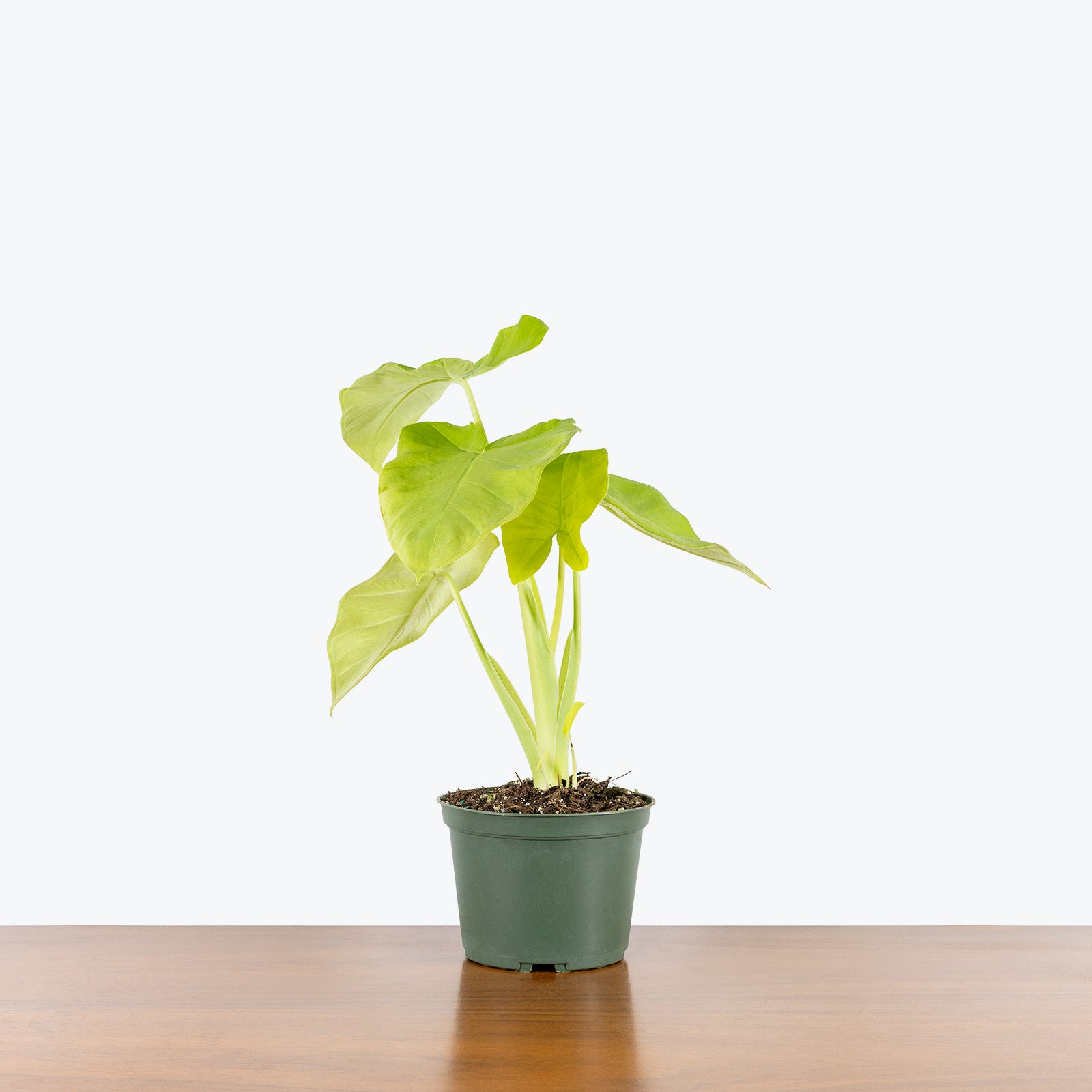 Xanthosoma Lime Zinger - House Plants Delivery Toronto - JOMO Studio