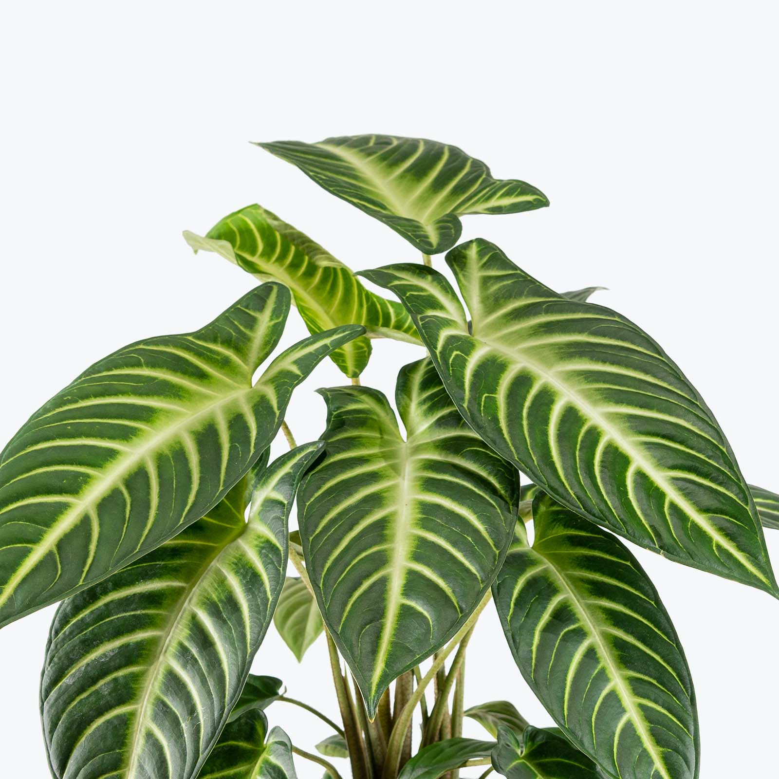 Xanthosoma Lindenii Magnificum - Toronto House Plant Delivery - JOMO Studio