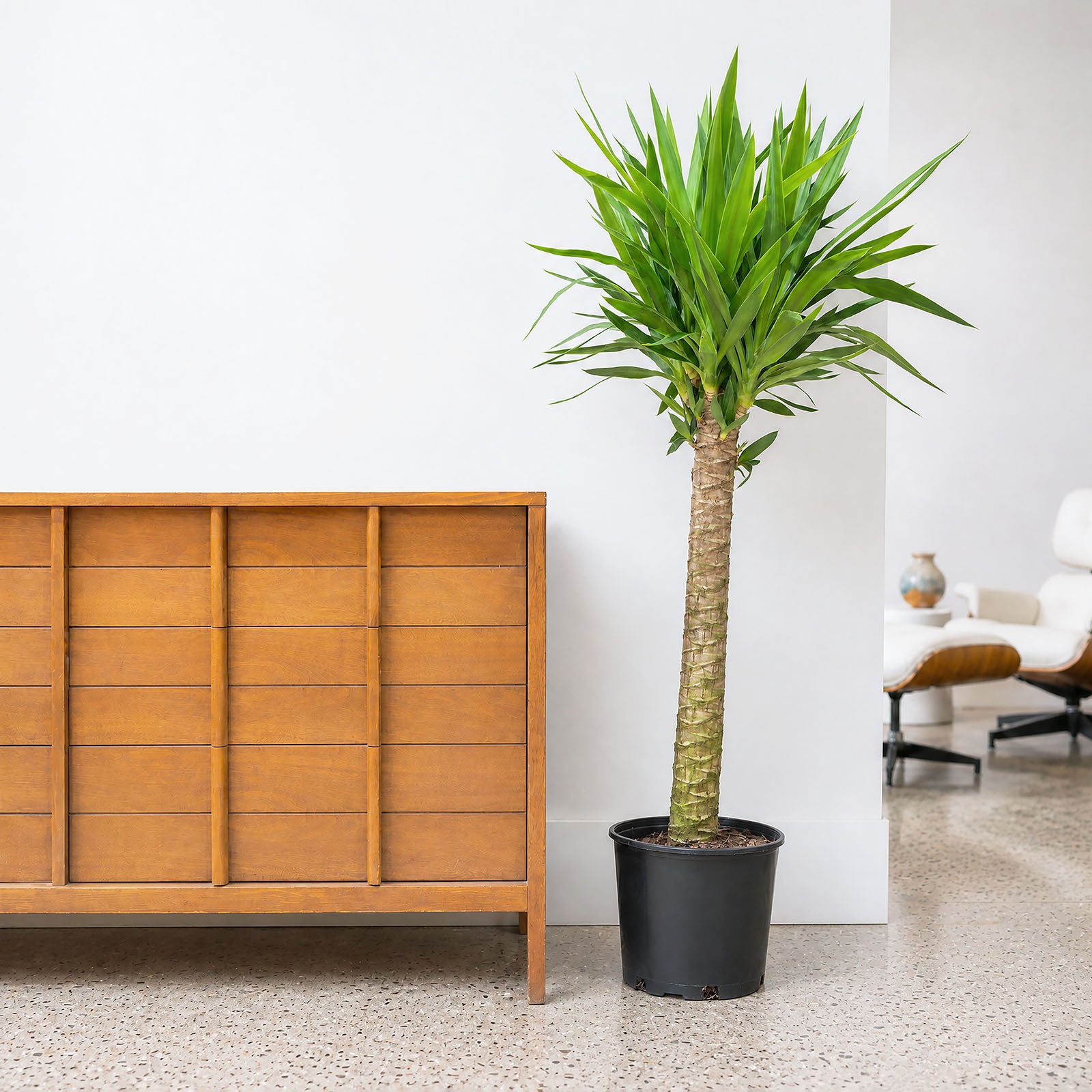 Yucca Cane | Care Guide and Pro Tips - Delivery from Toronto across Canada - JOMO Studio