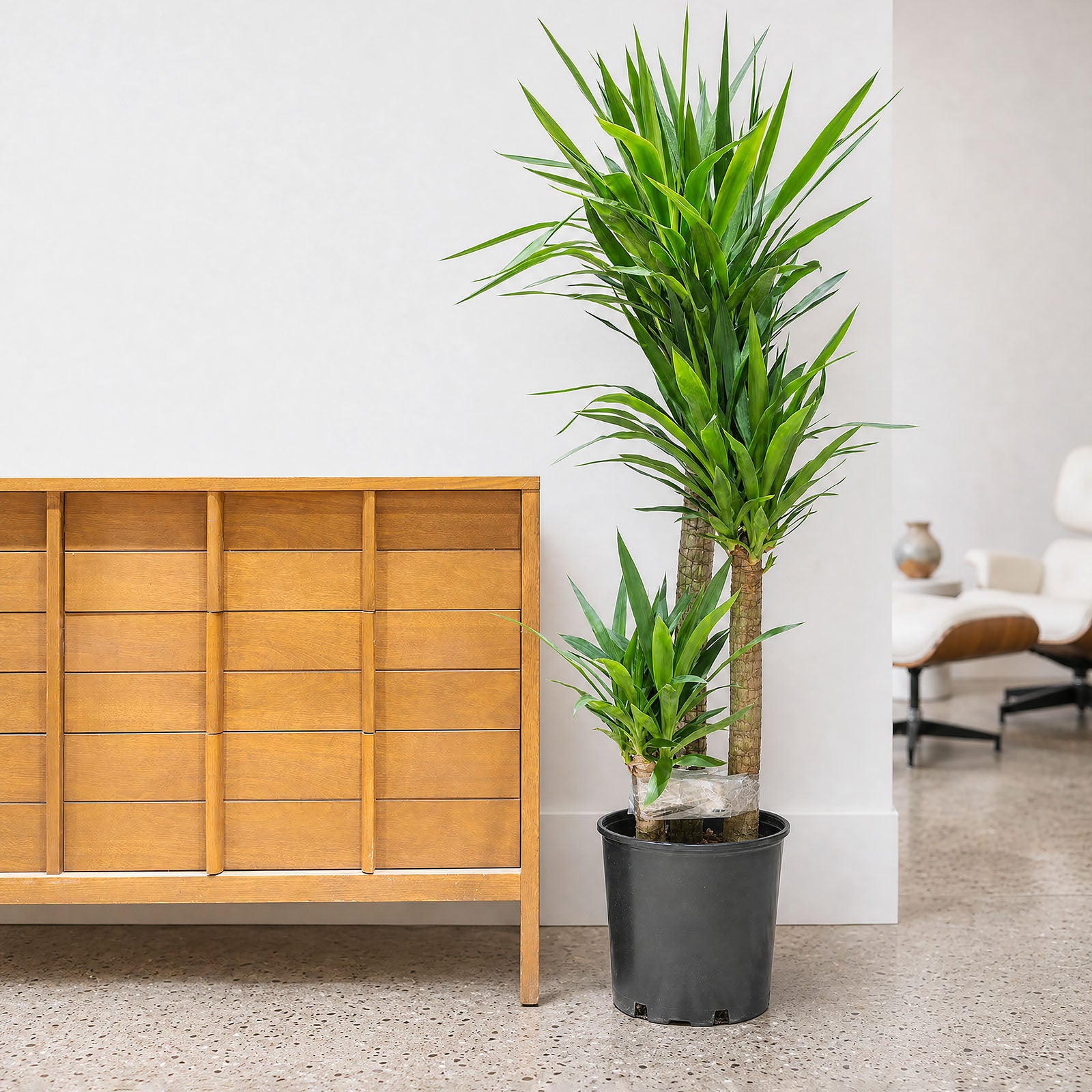 Yucca Cane | Care Guide and Pro Tips - Delivery from Toronto across Canada - JOMO Studio